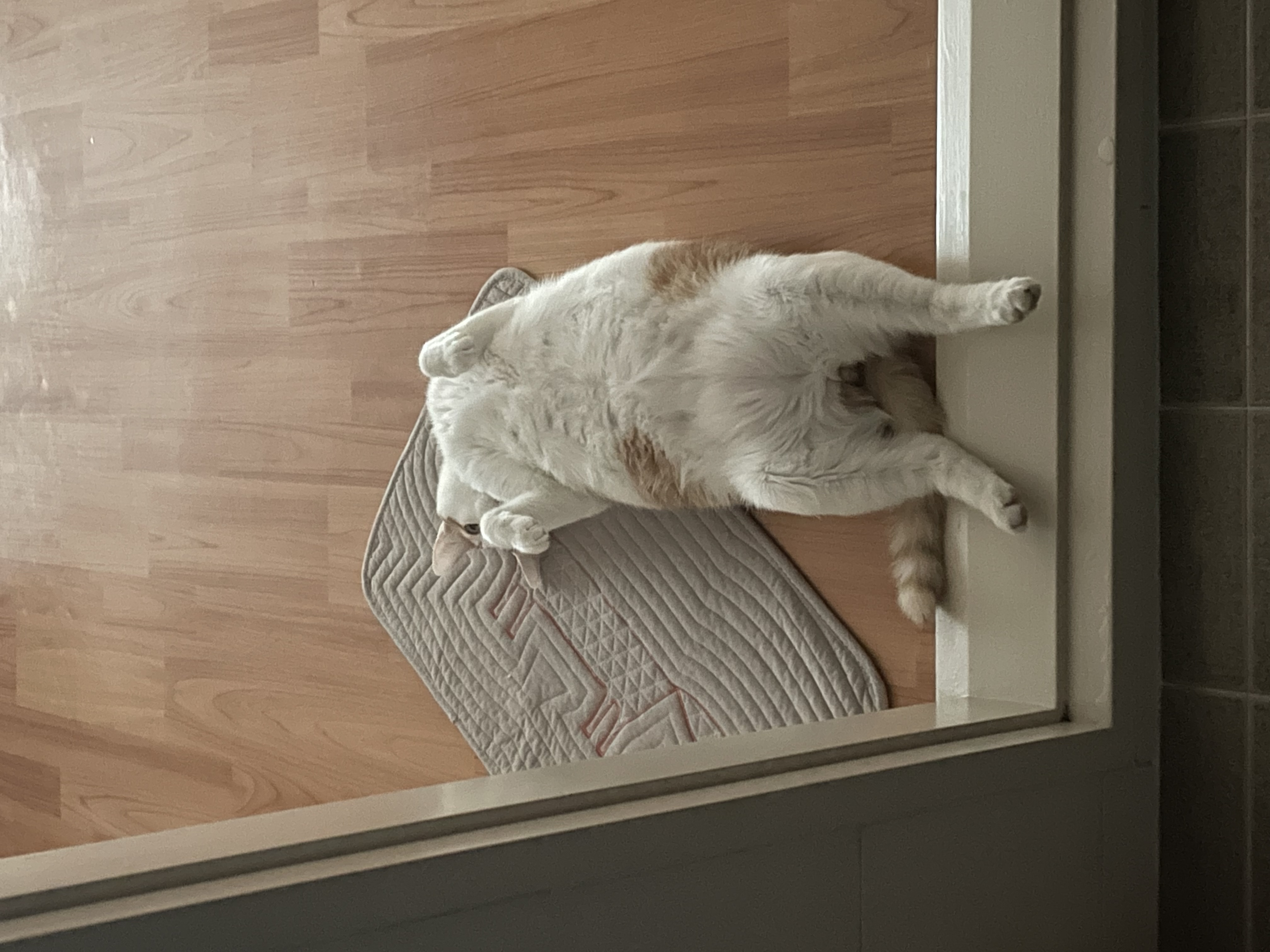 체다(꼬꼬) 1년기