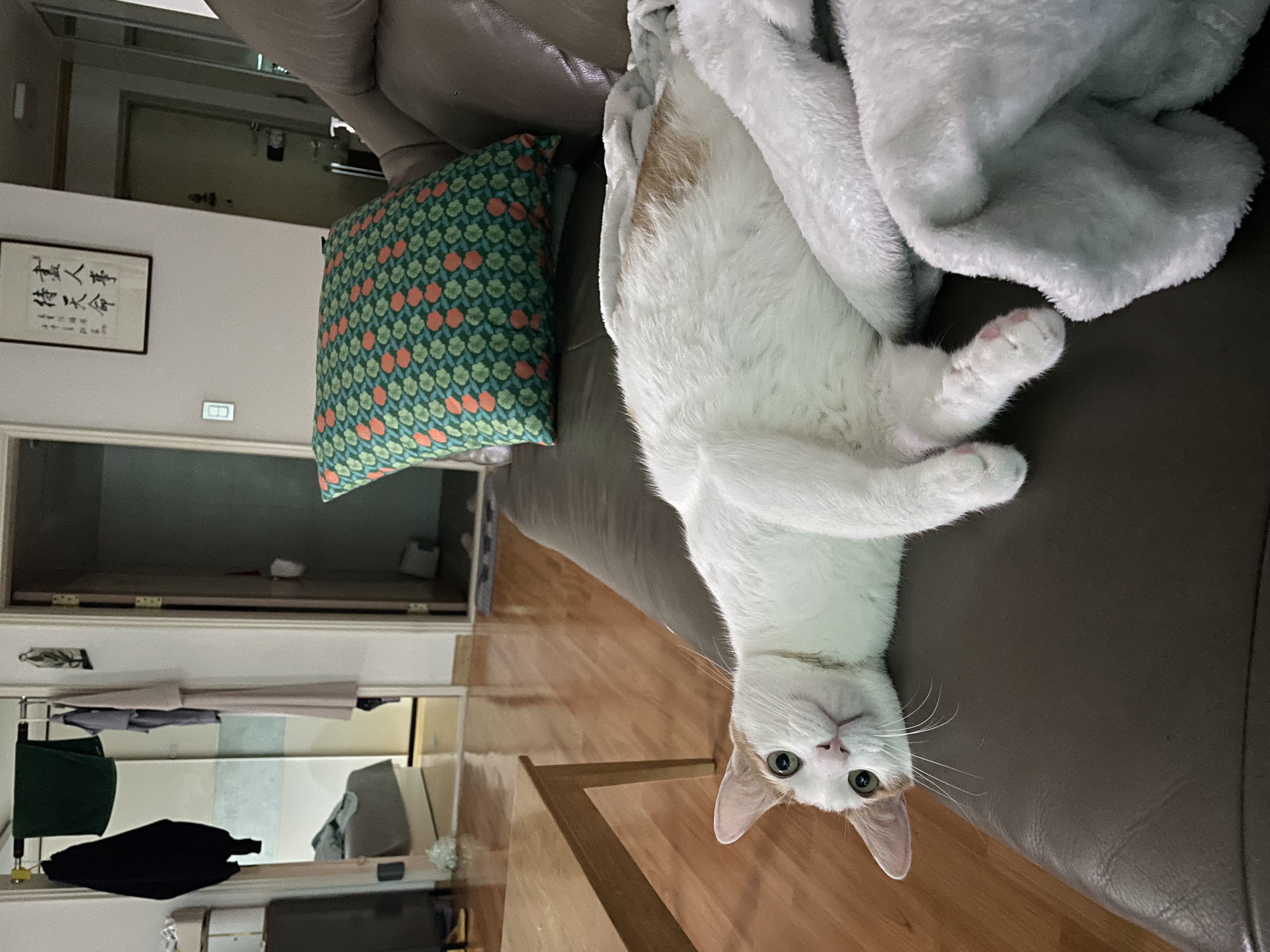 체다(꼬꼬) 1년기