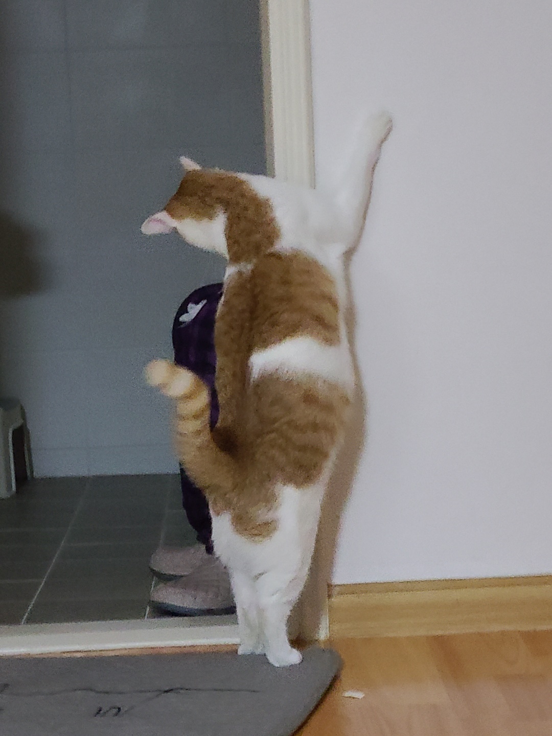 체다(꼬꼬) 1년기