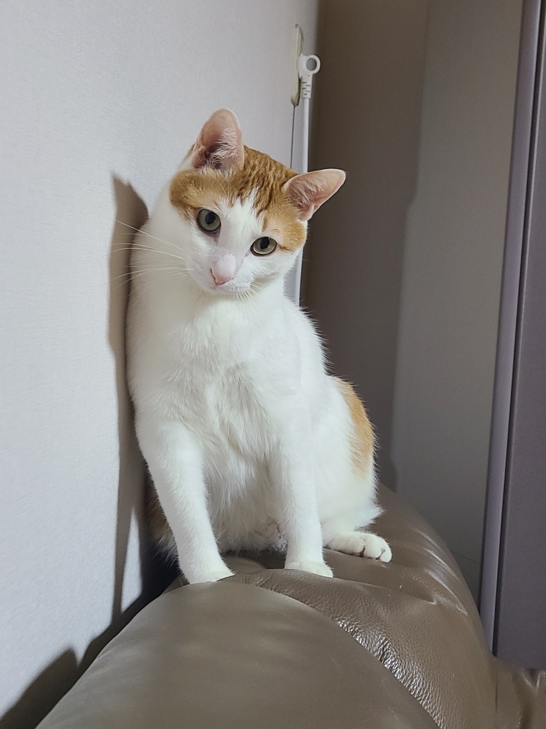 체다(꼬꼬) 1년기