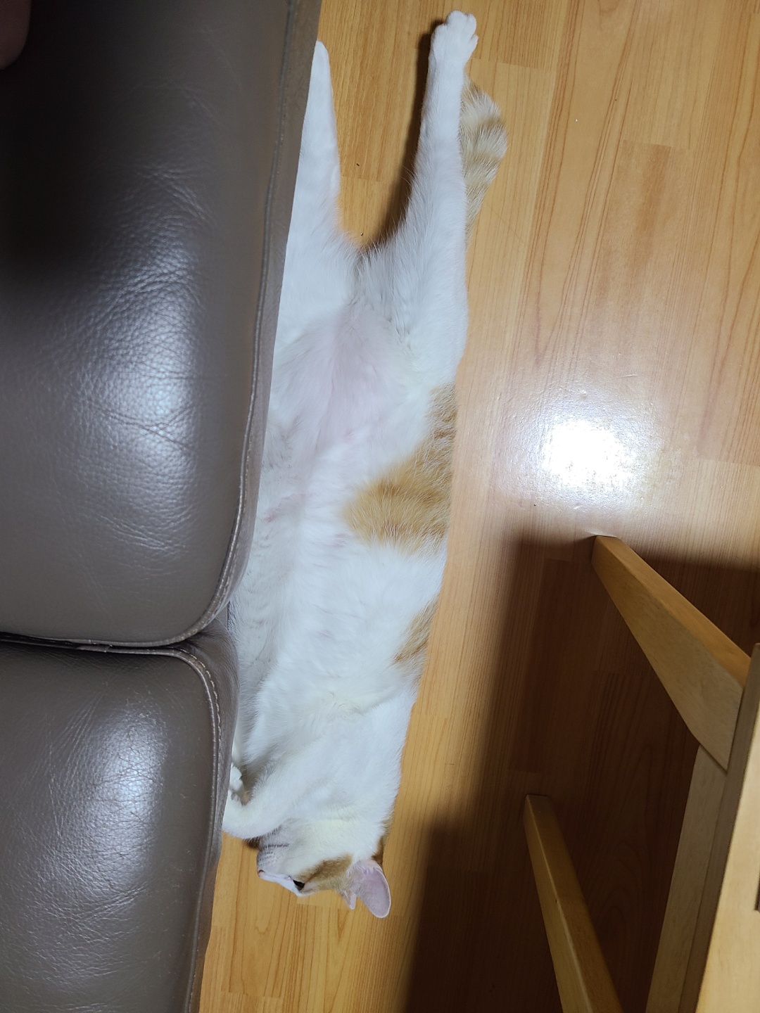 체다(꼬꼬) 1년기