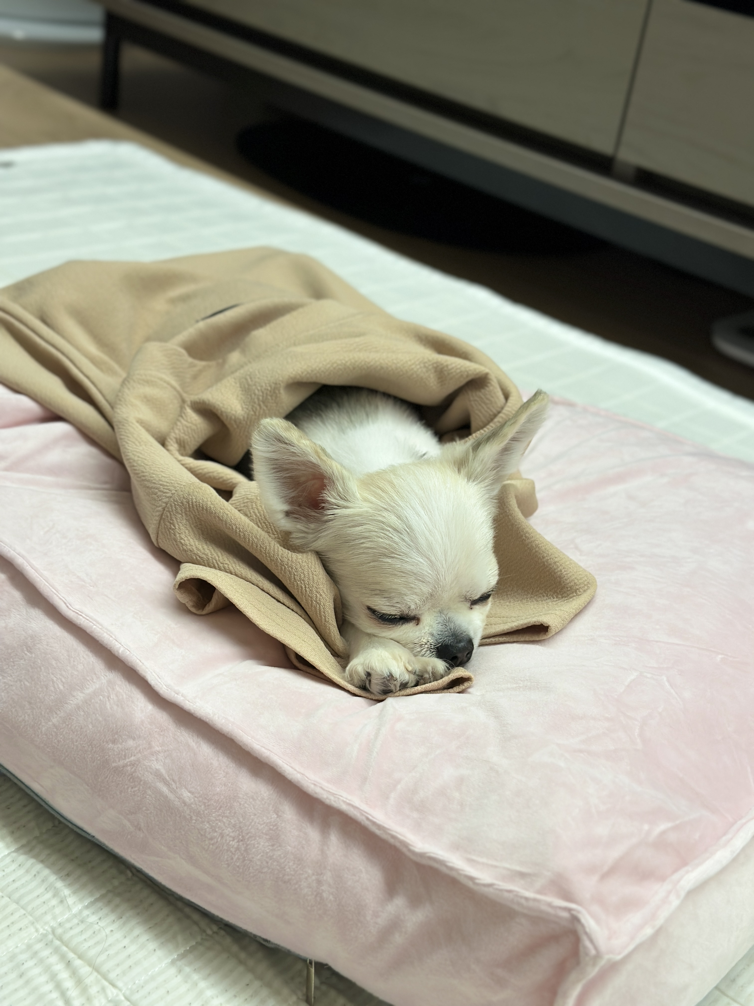 평택치와와 또치(택이) 근황입니다~