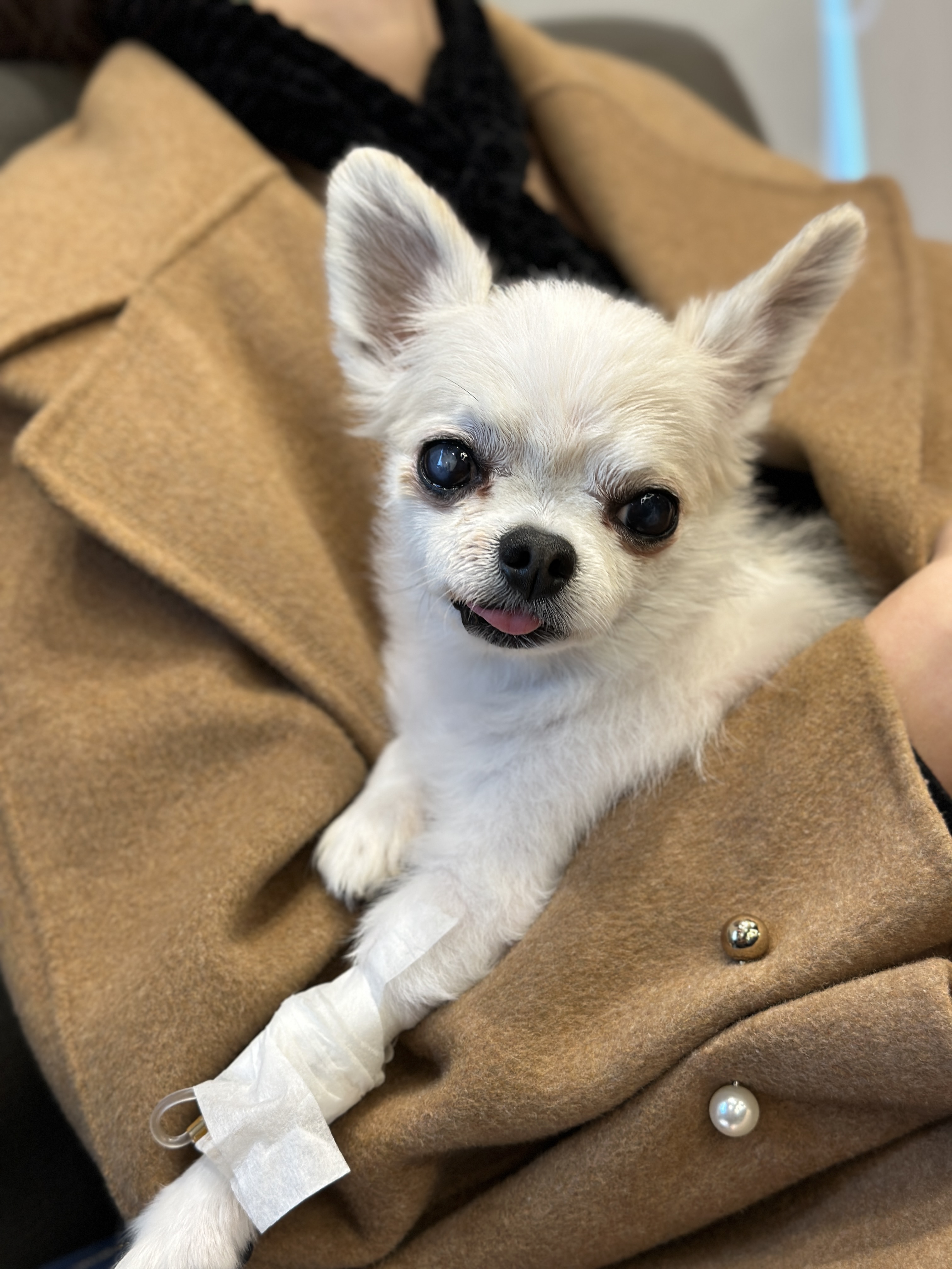 평택치와와 또치(택이) 근황입니다~