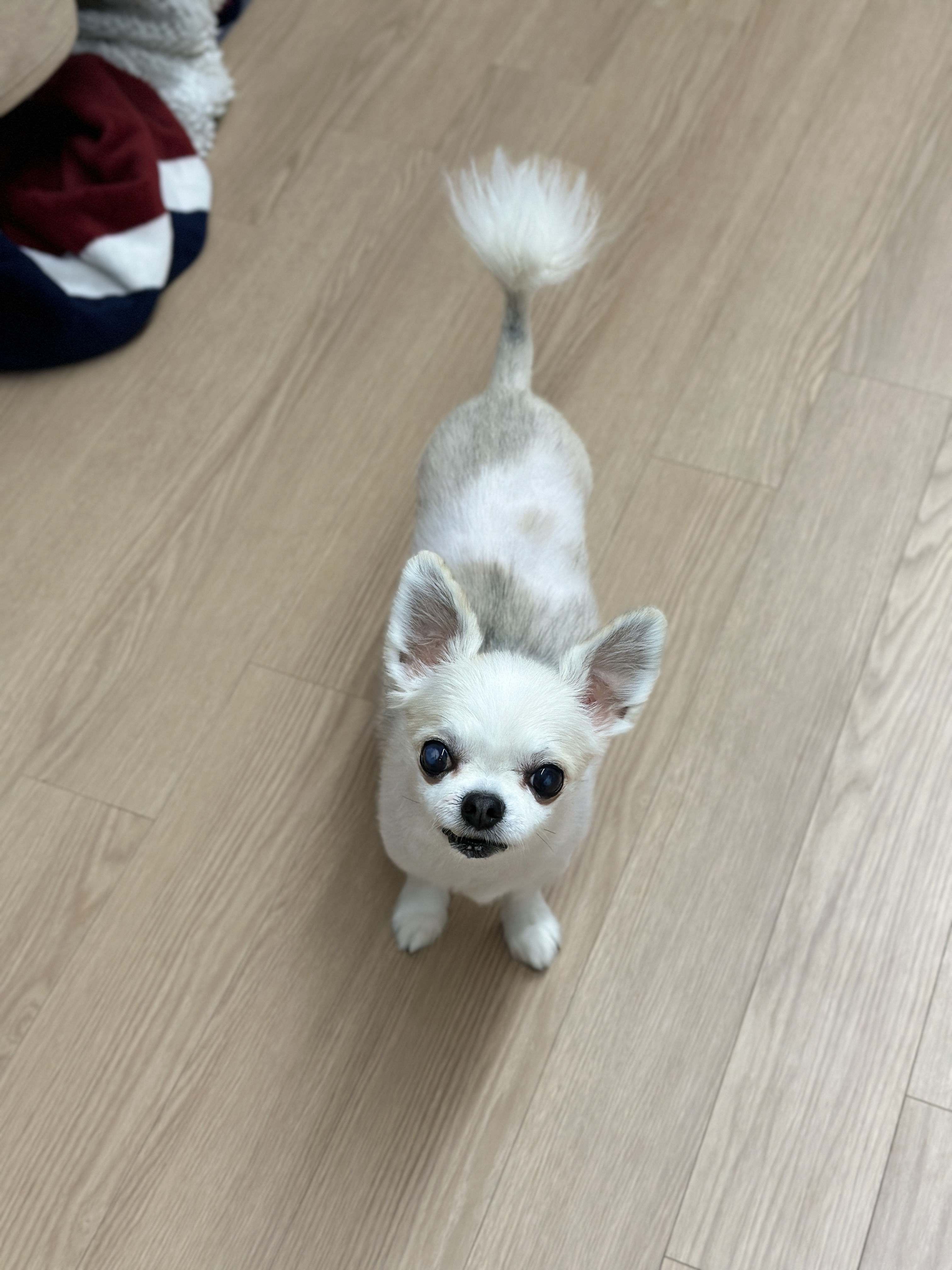 평택치와와 또치(택이) 근황입니다~