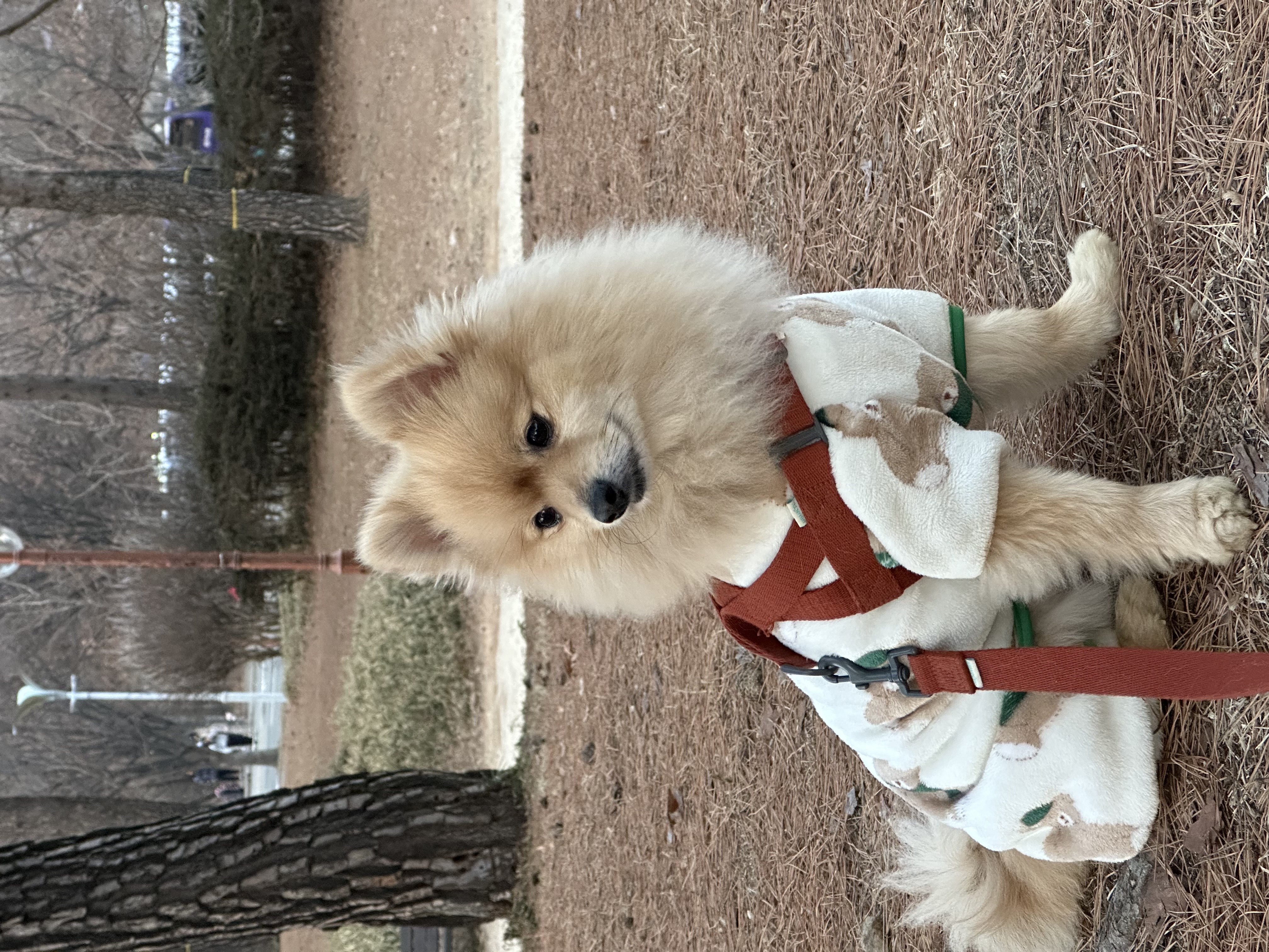 더덕이(입양 전 롤푸)와 함께한 1년