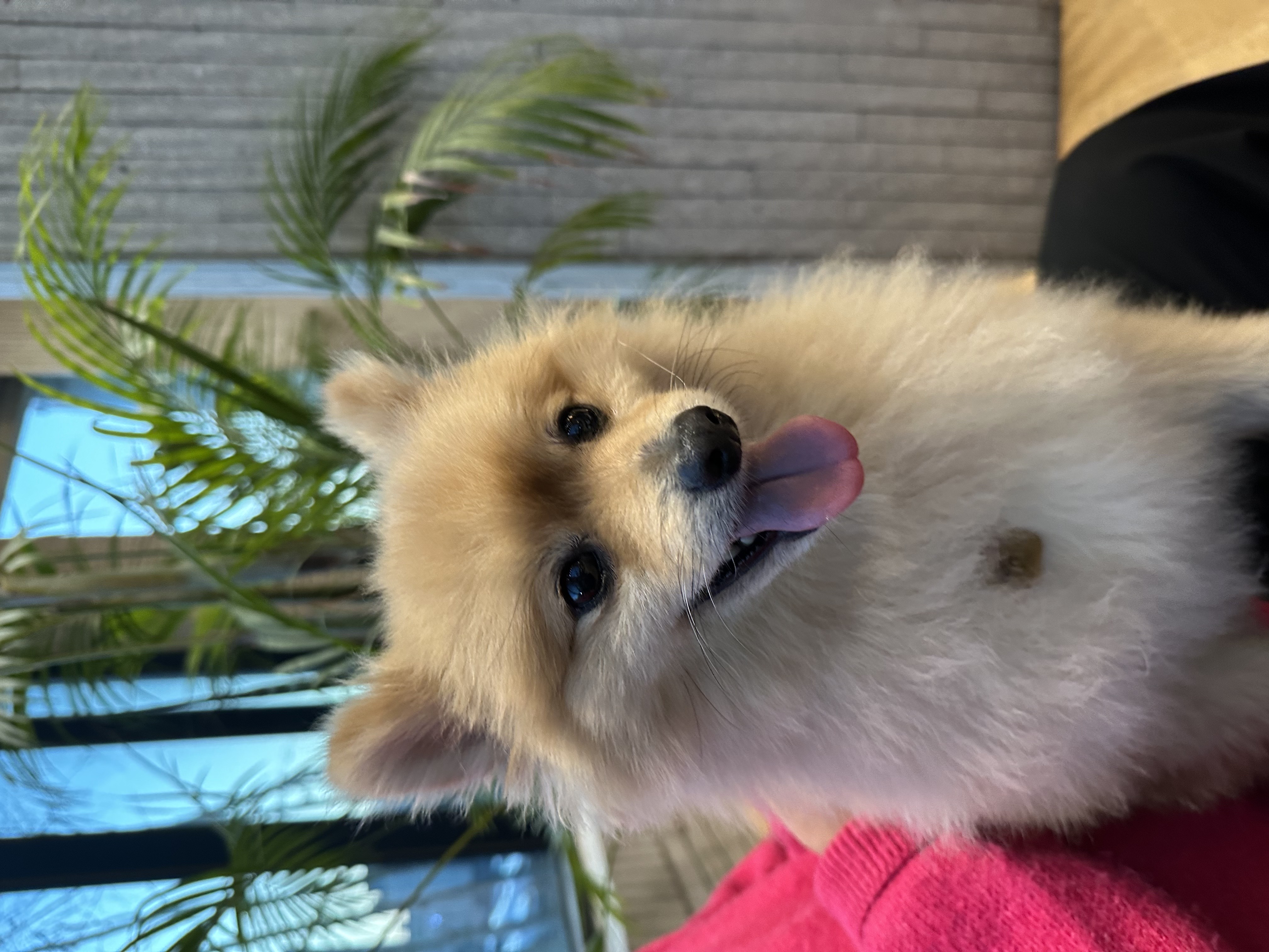 더덕이(입양 전 롤푸)와 함께한 1년