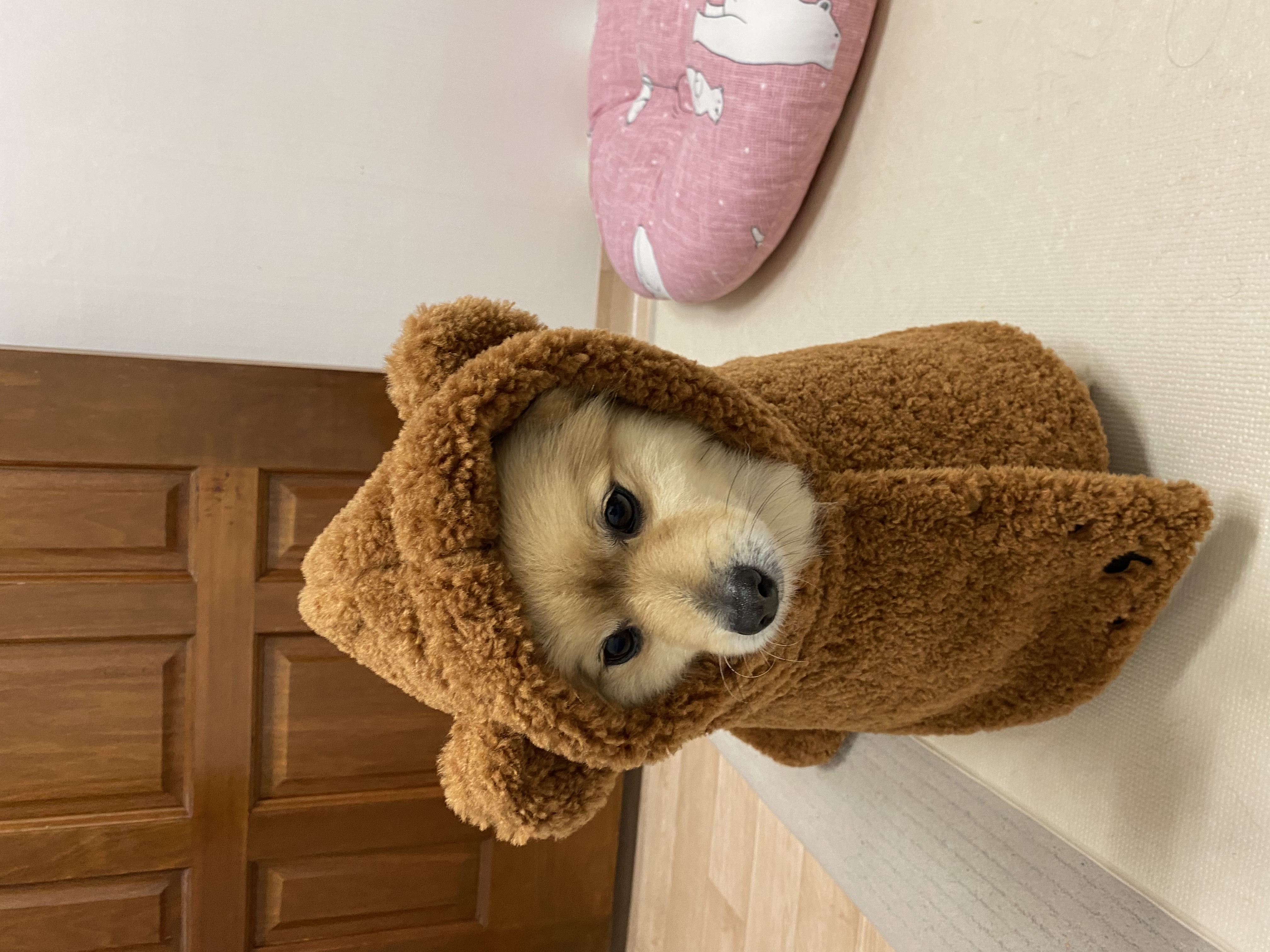 더덕이(입양 전 롤푸)와 함께한 1년