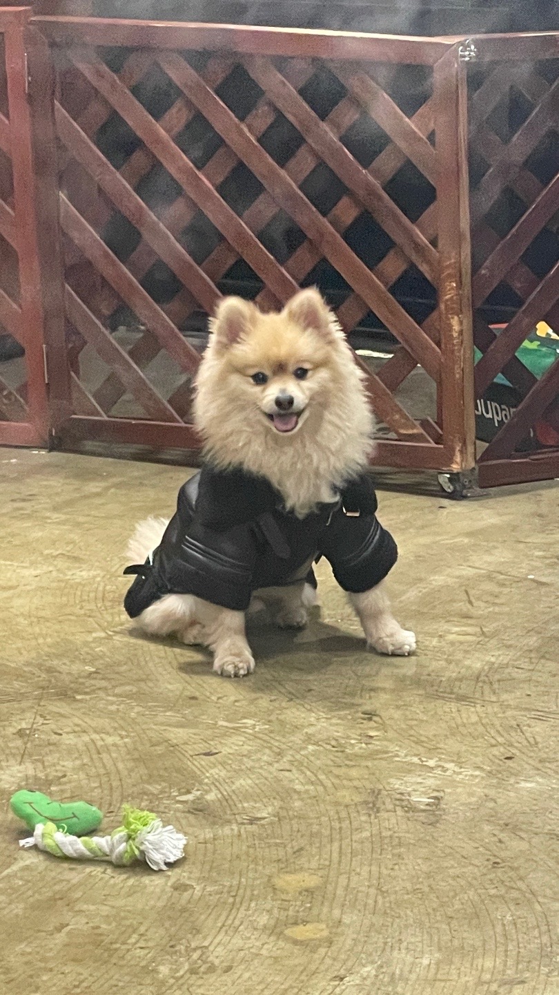 더덕이(입양 전 롤푸)와 함께한 1년