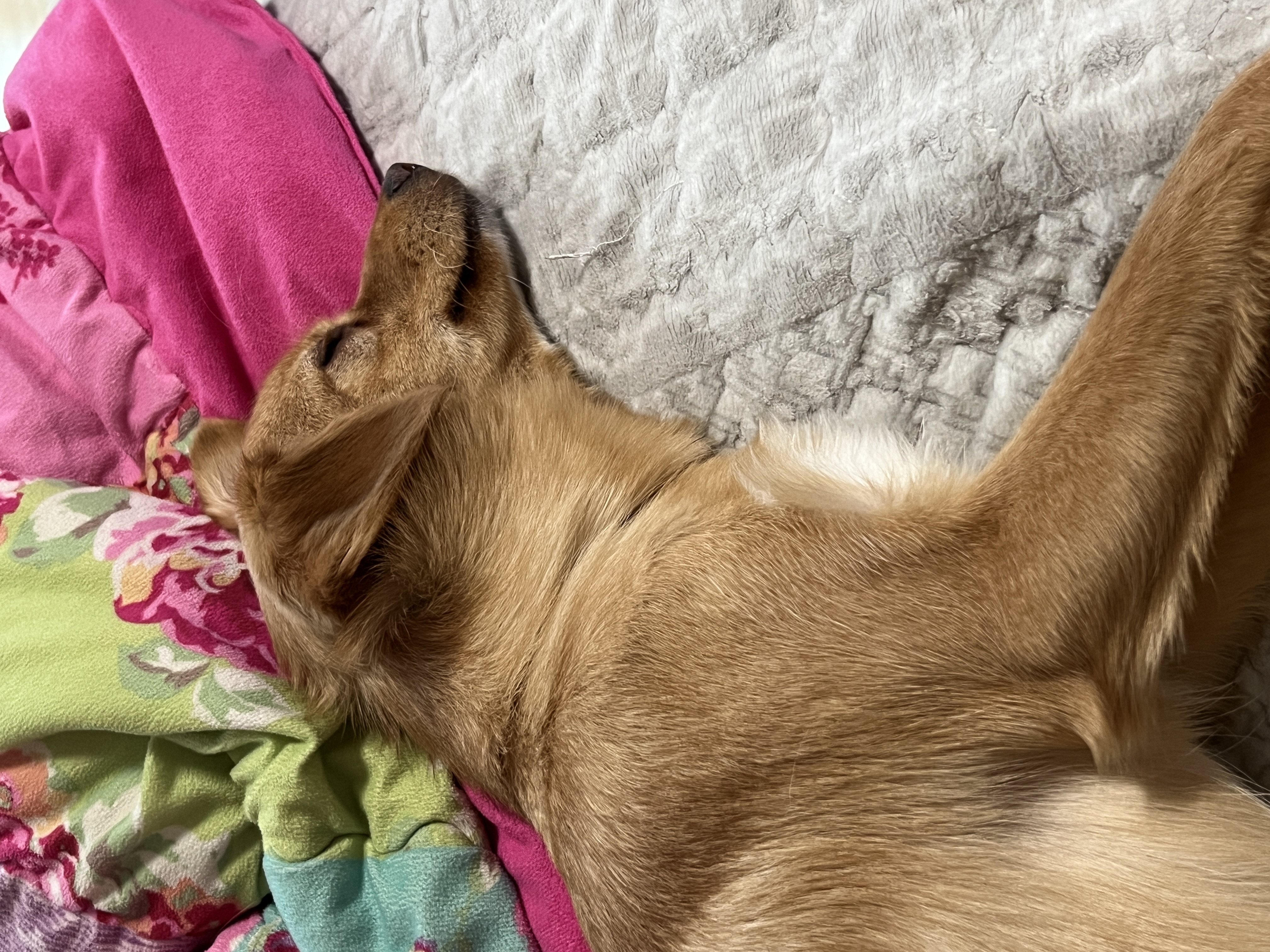 뽀또(이포)의 행복한 막내일기 <1>