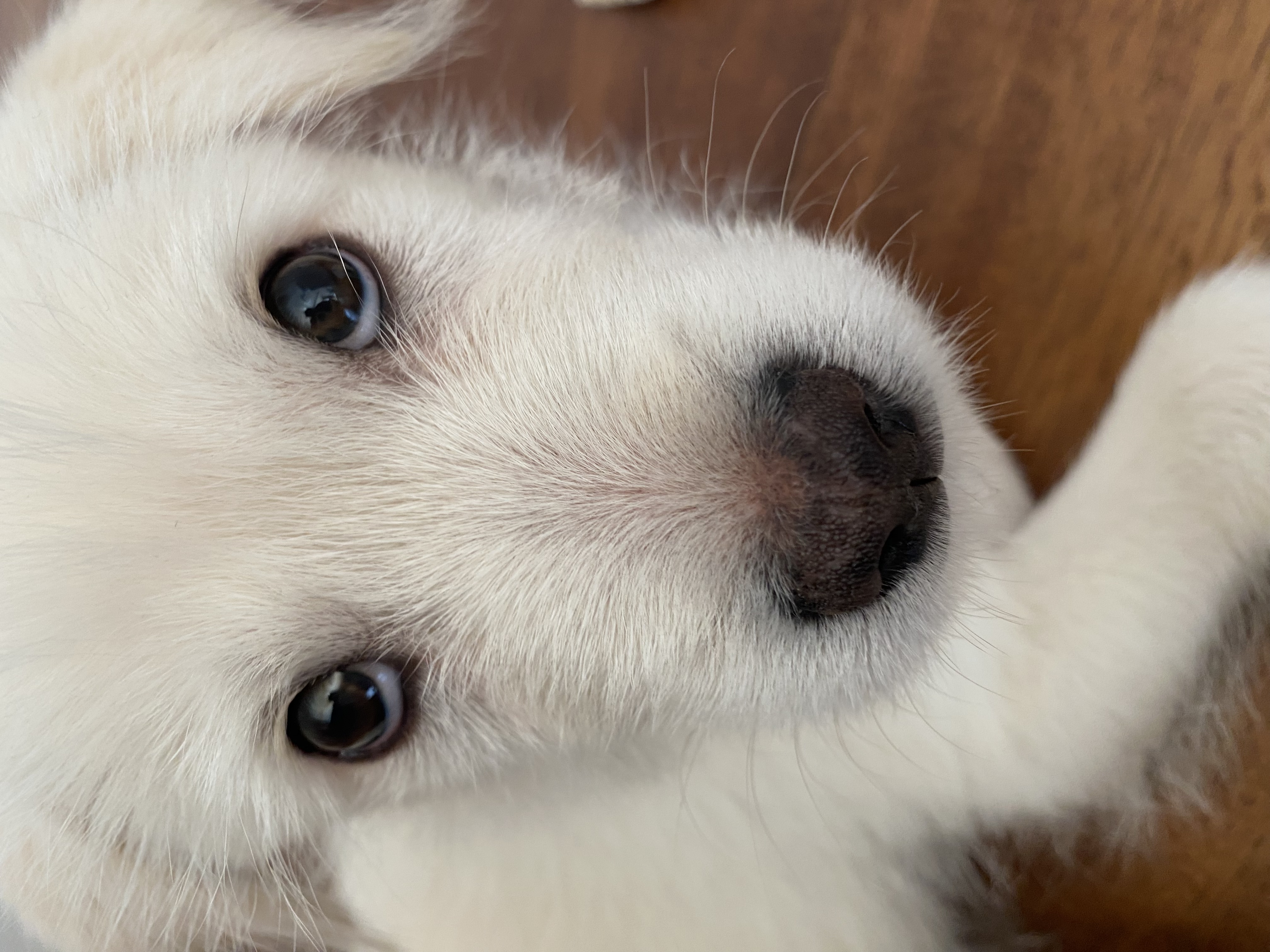 무쵸한테 무쵸볼래