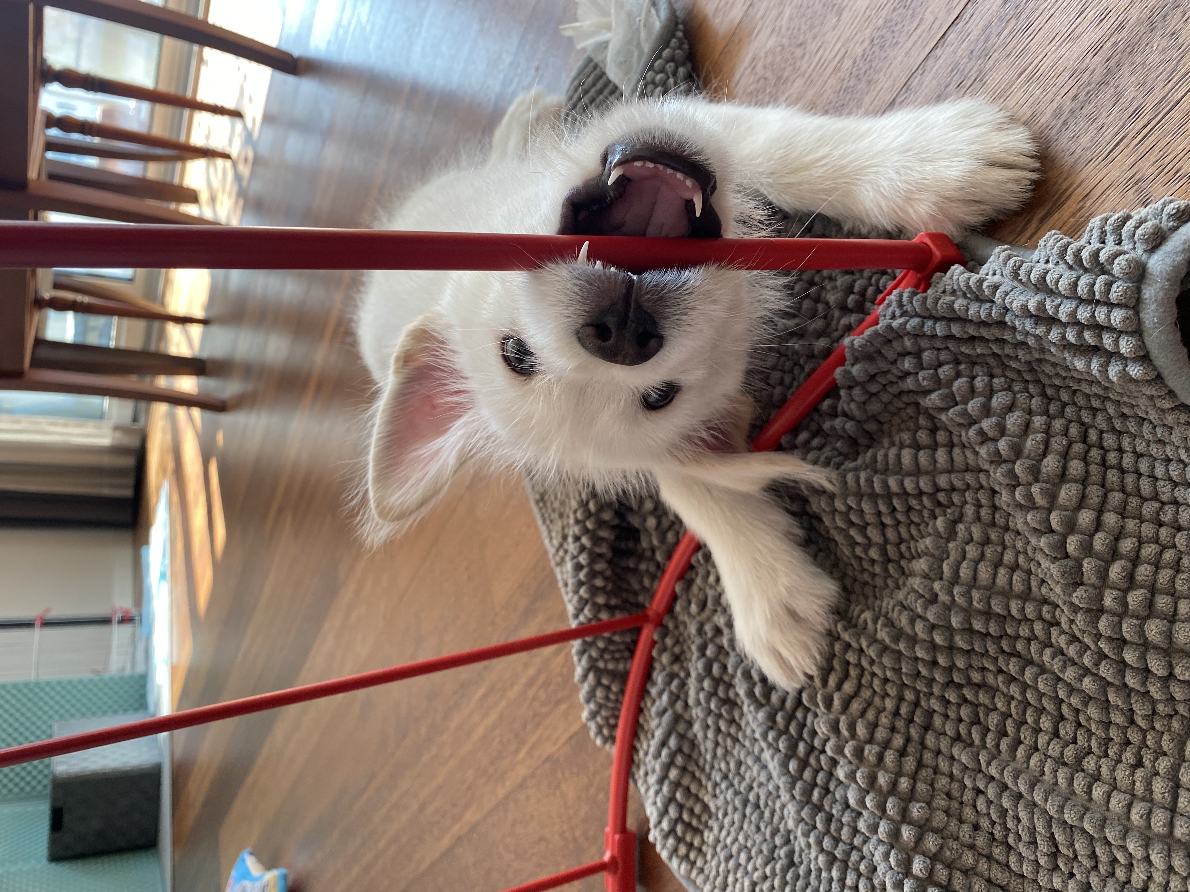 무쵸한테 무쵸볼래