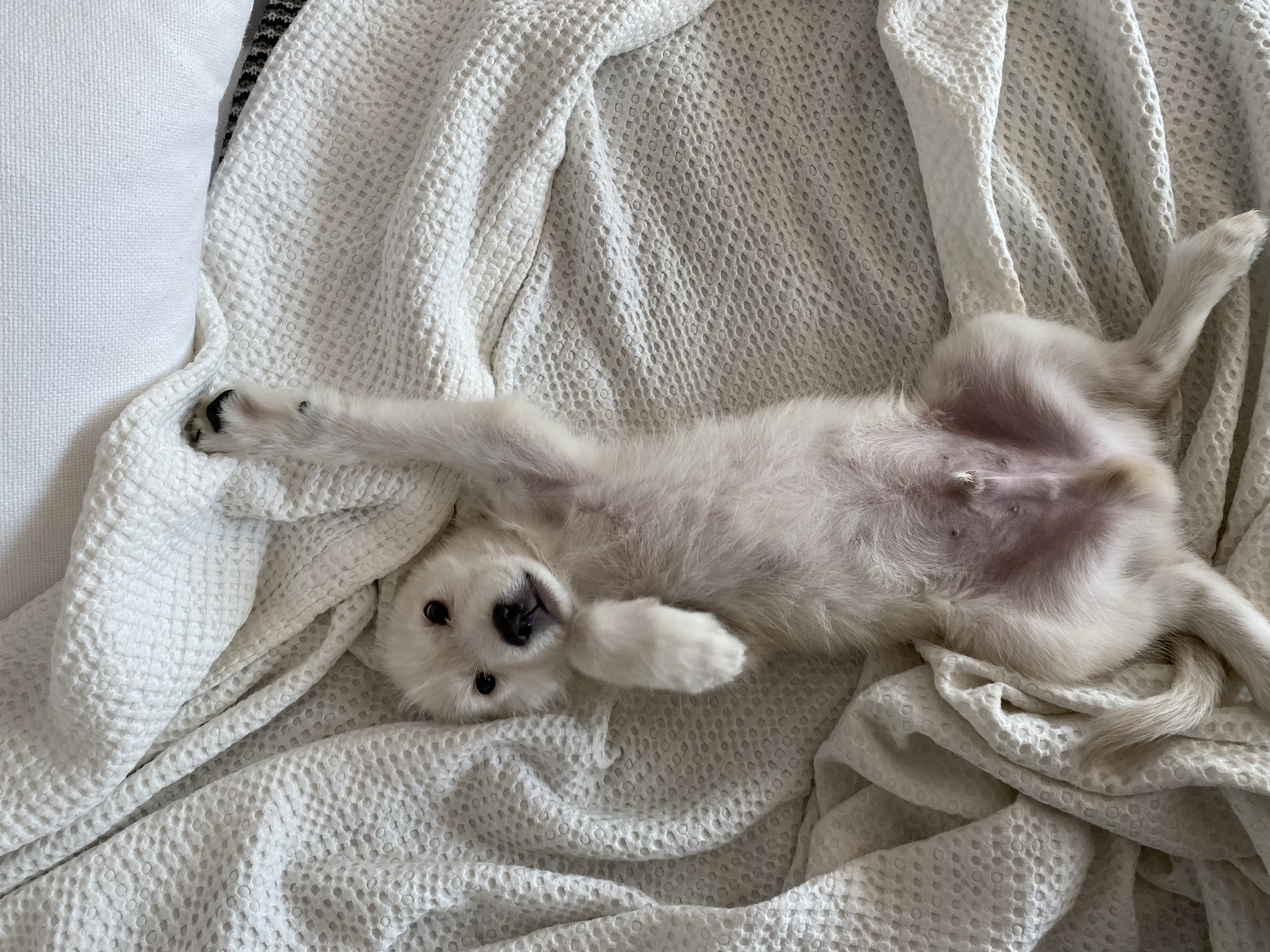 무쵸한테 무쵸볼래