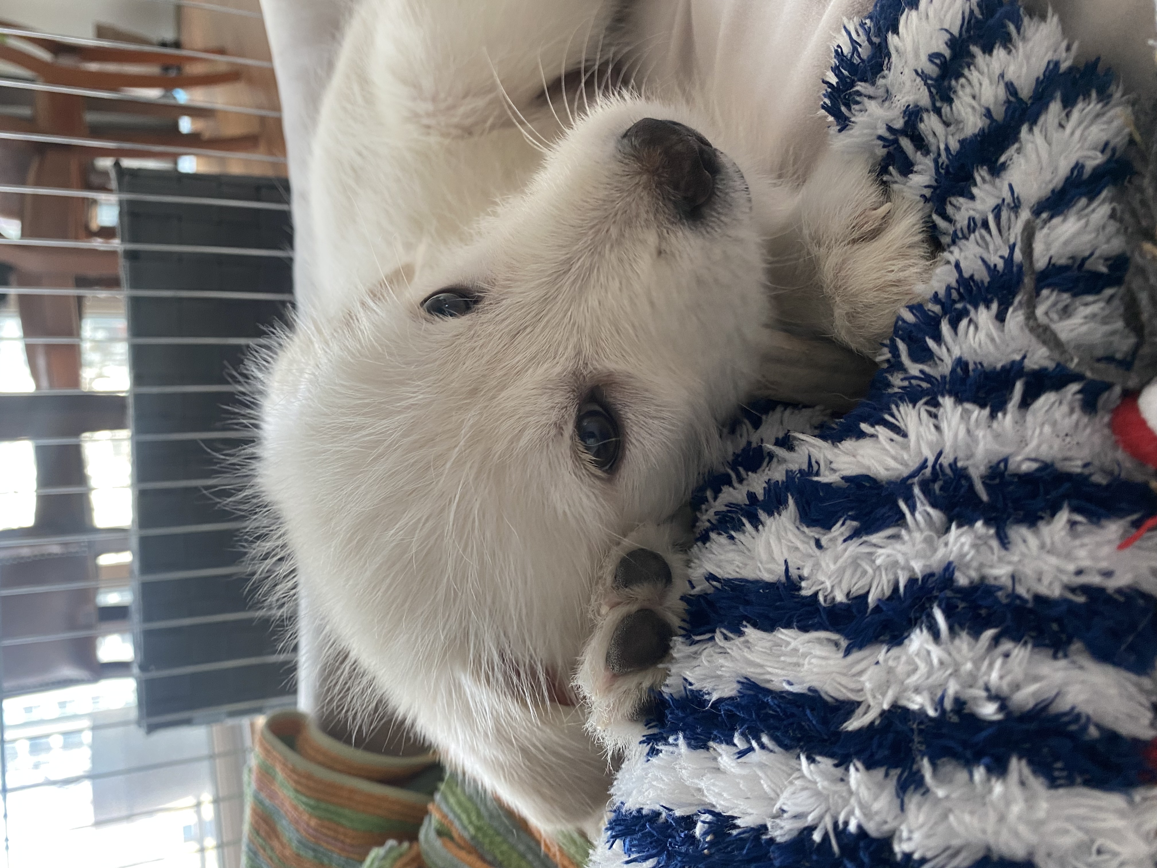 무쵸한테 무쵸볼래