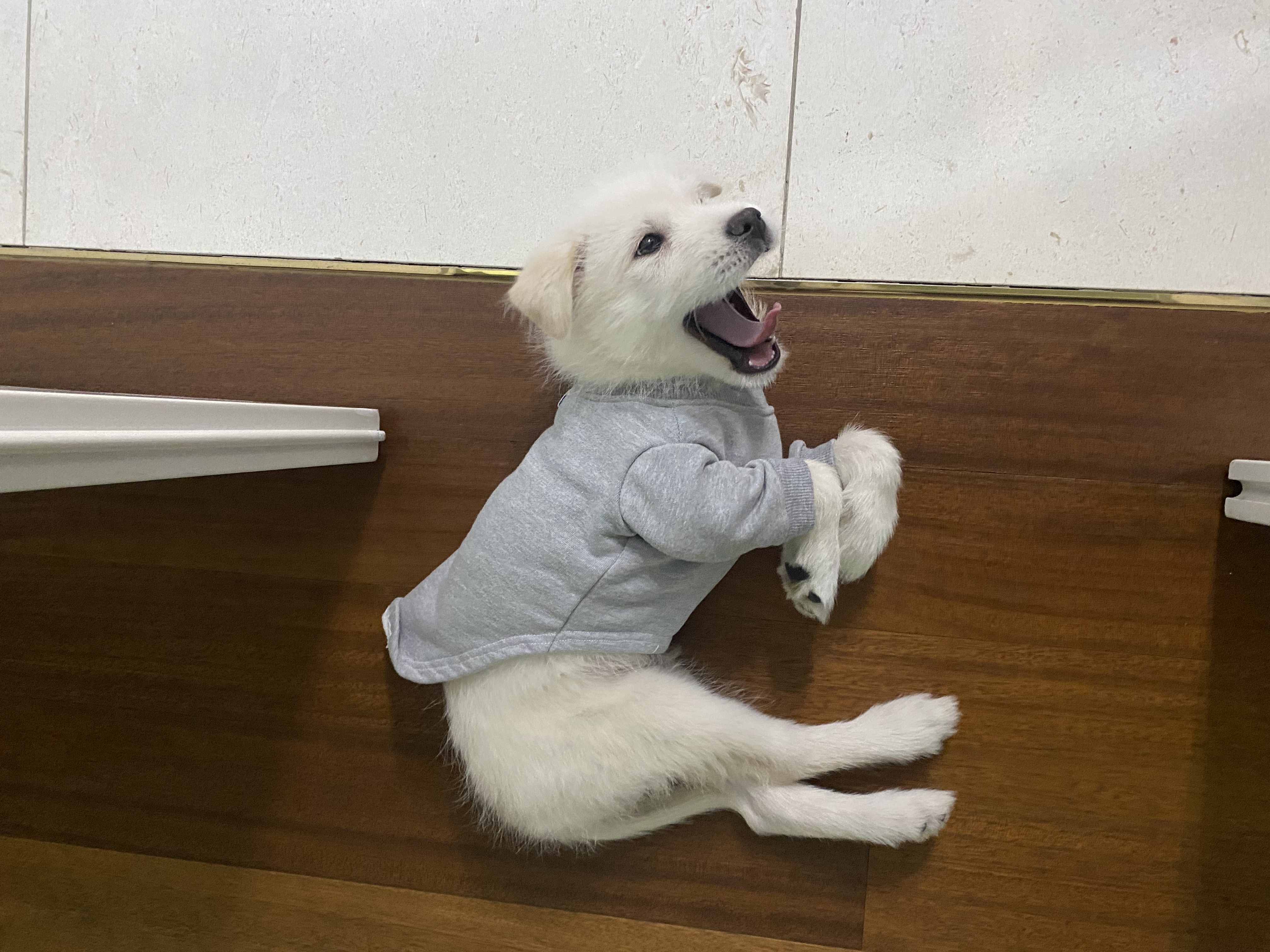 무쵸한테 무쵸볼래