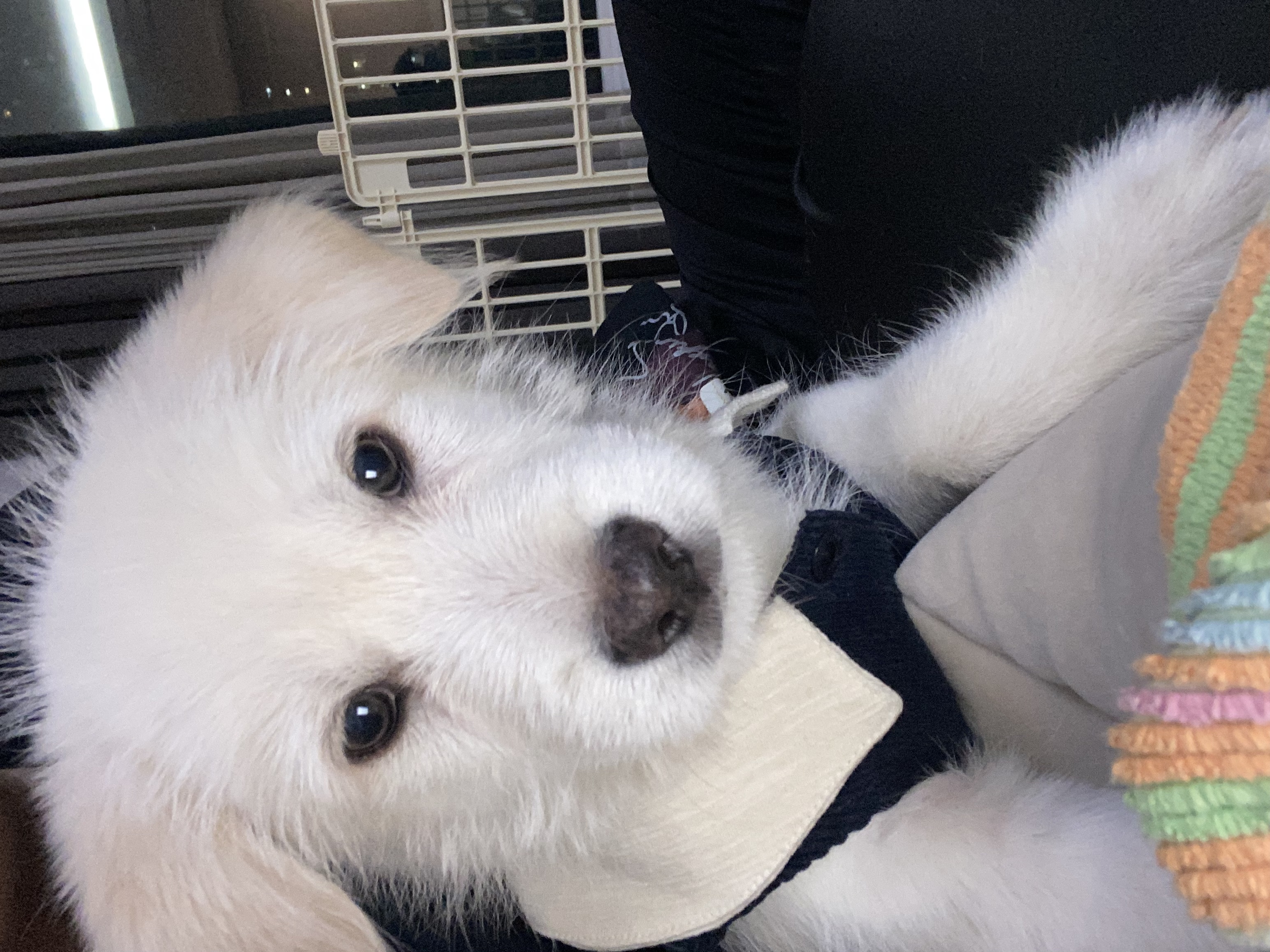 무쵸한테 무쵸볼래