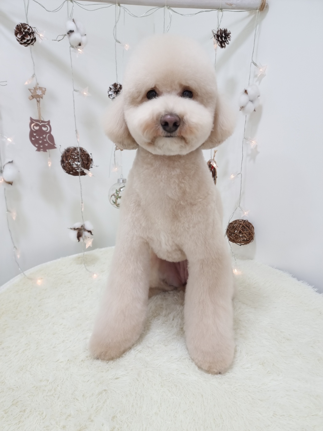 도담이(곤지암푸삼) 입양 2년차 후기