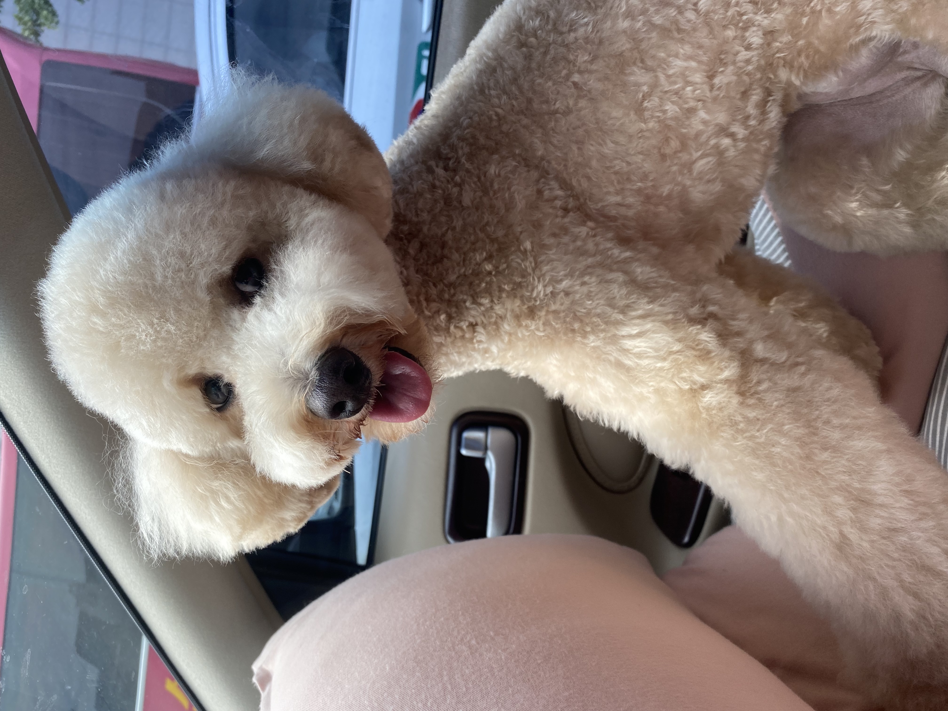 도담이(곤지암푸삼) 입양 2년차 후기