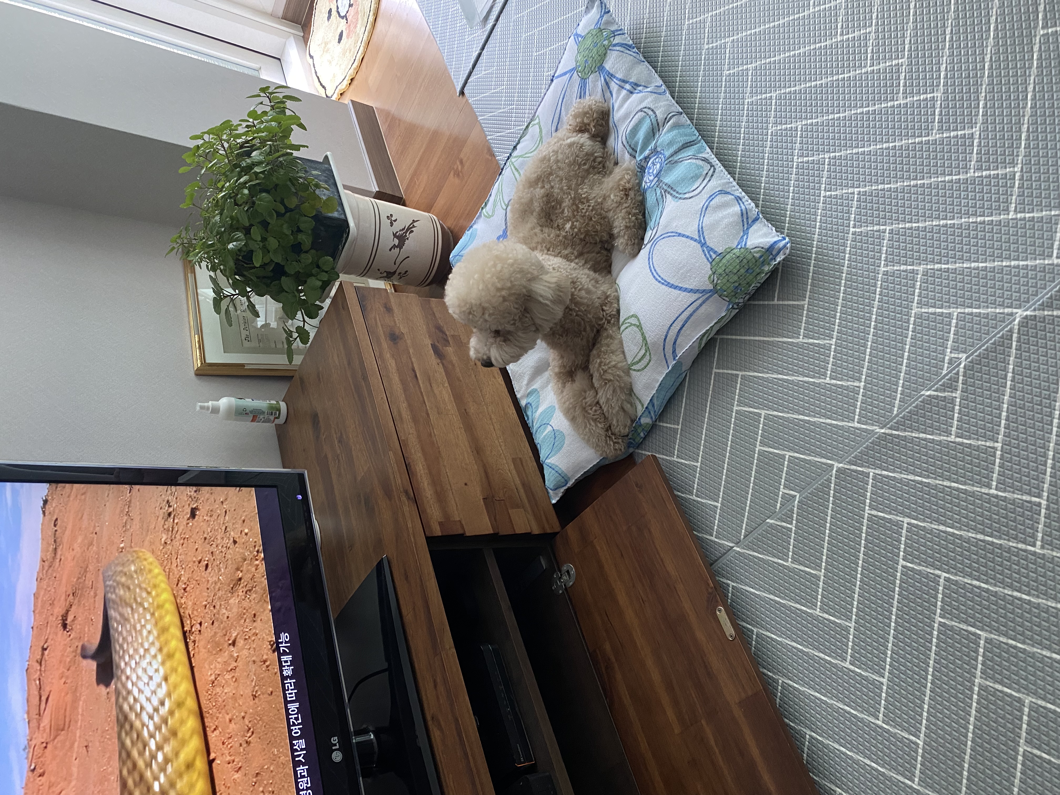 도담이(곤지암푸삼) 입양 2년차 후기