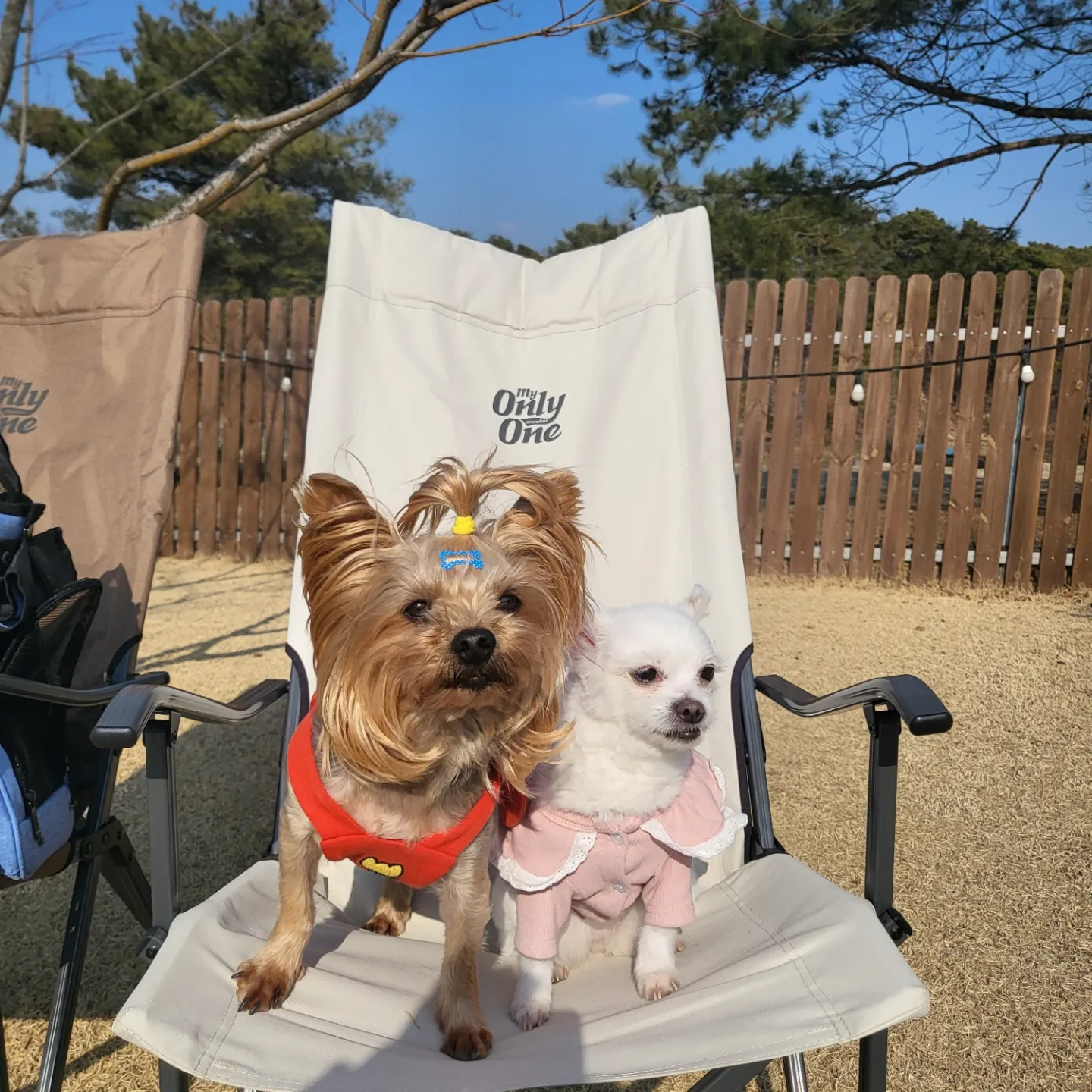 오투(현 설희) 2달 임보 근황올려요!!♡