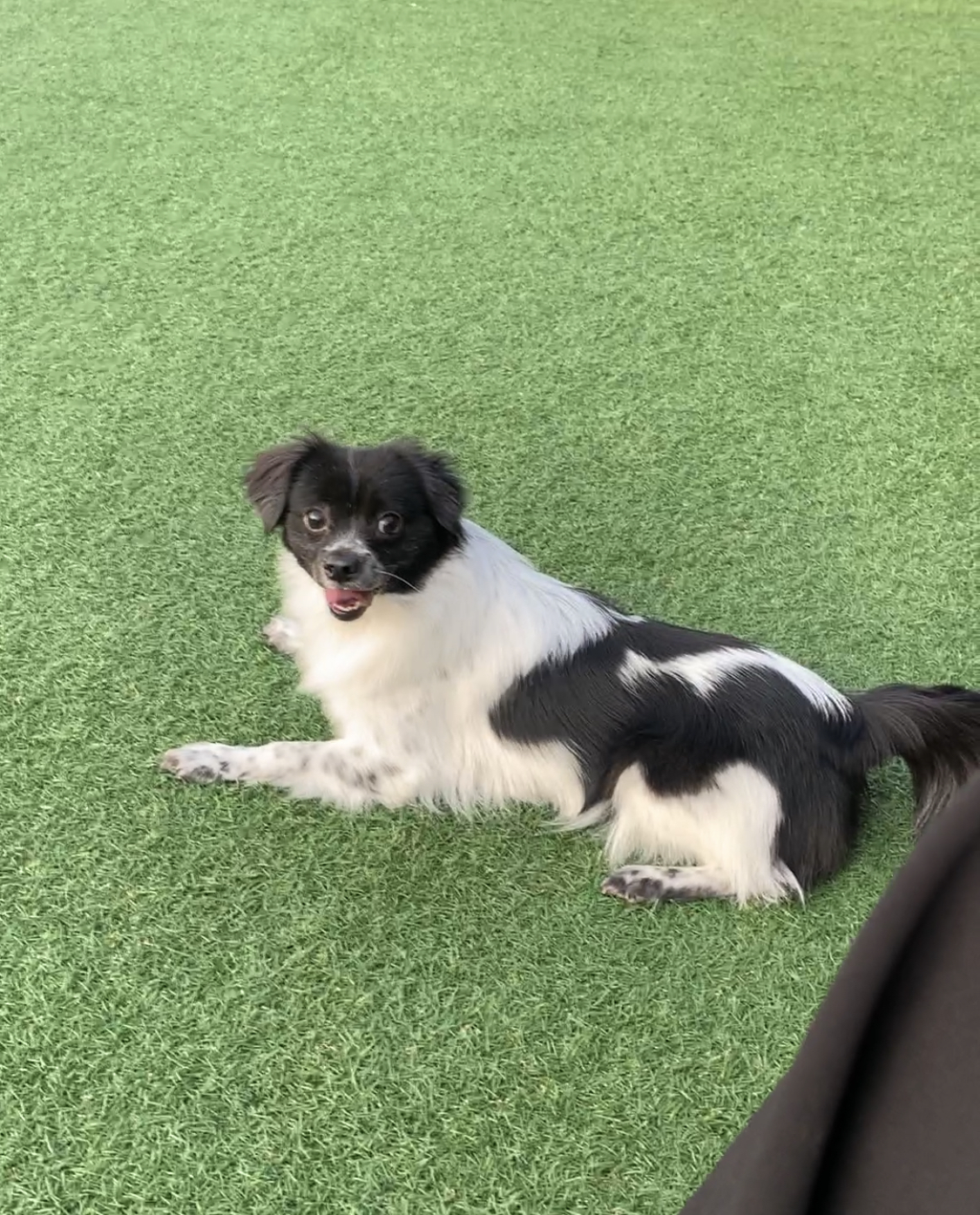 오이(오야) 입양 1년 후