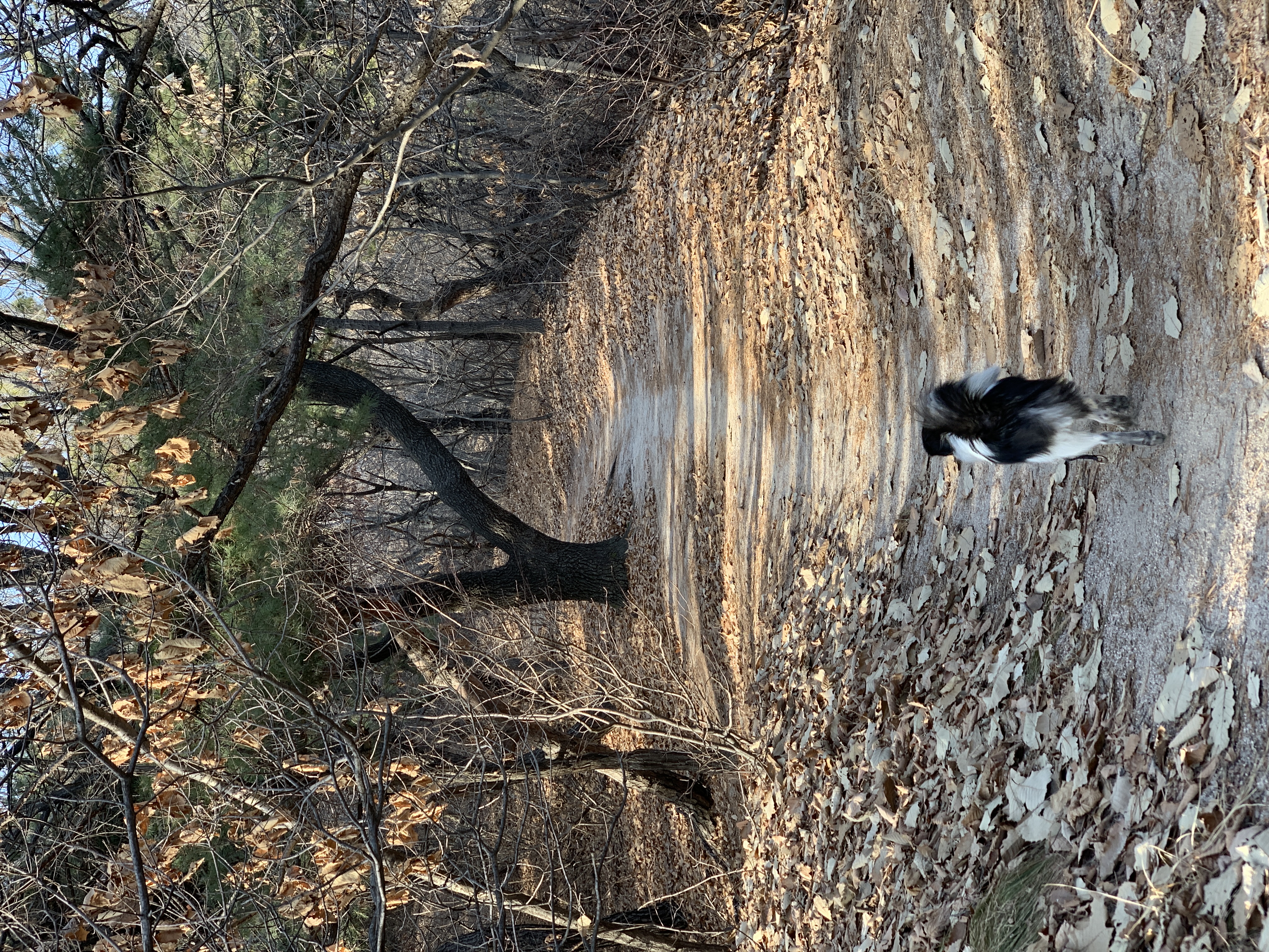 오이(오야) 입양 1년 후