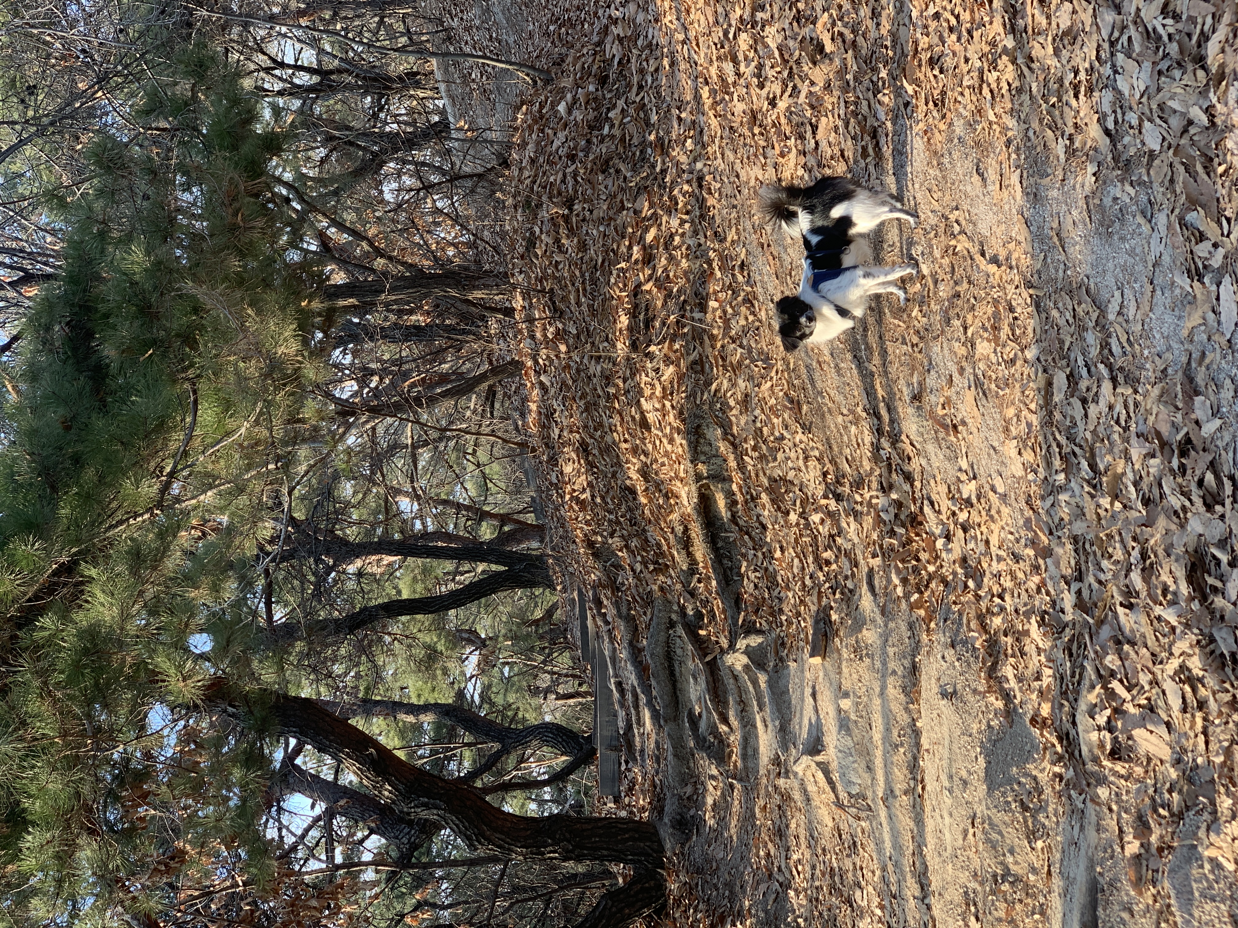 오이(오야) 입양 1년 후