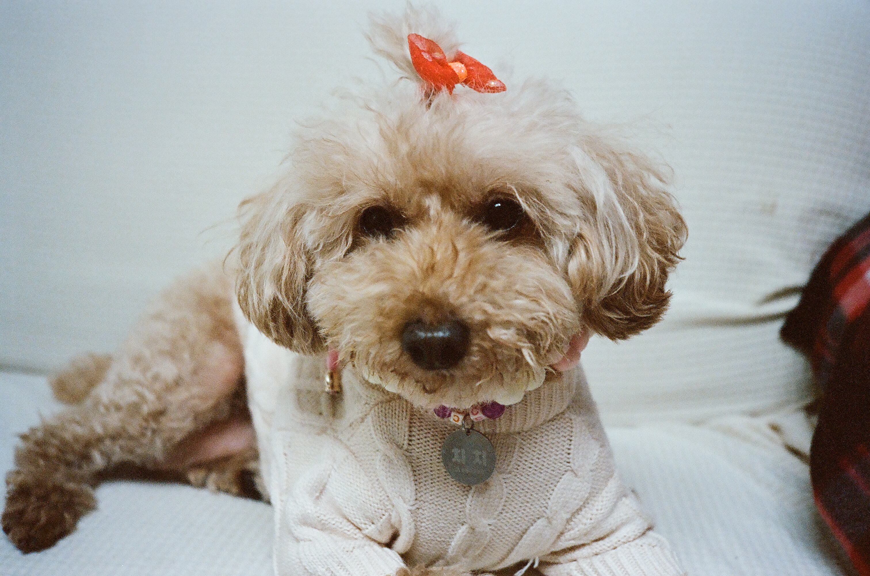 곤지암83 치치 입양 2년