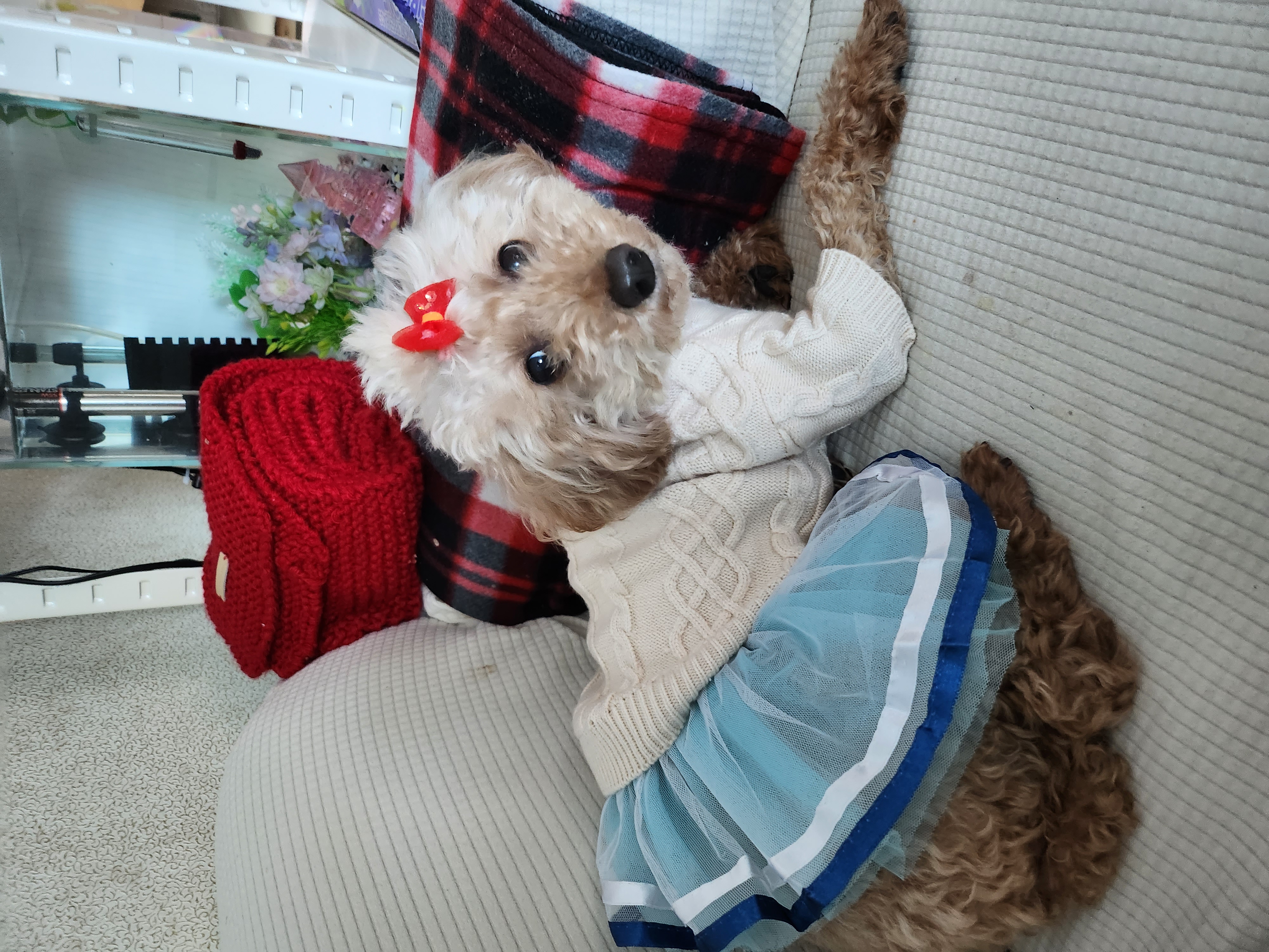 곤지암83 치치 입양 2년