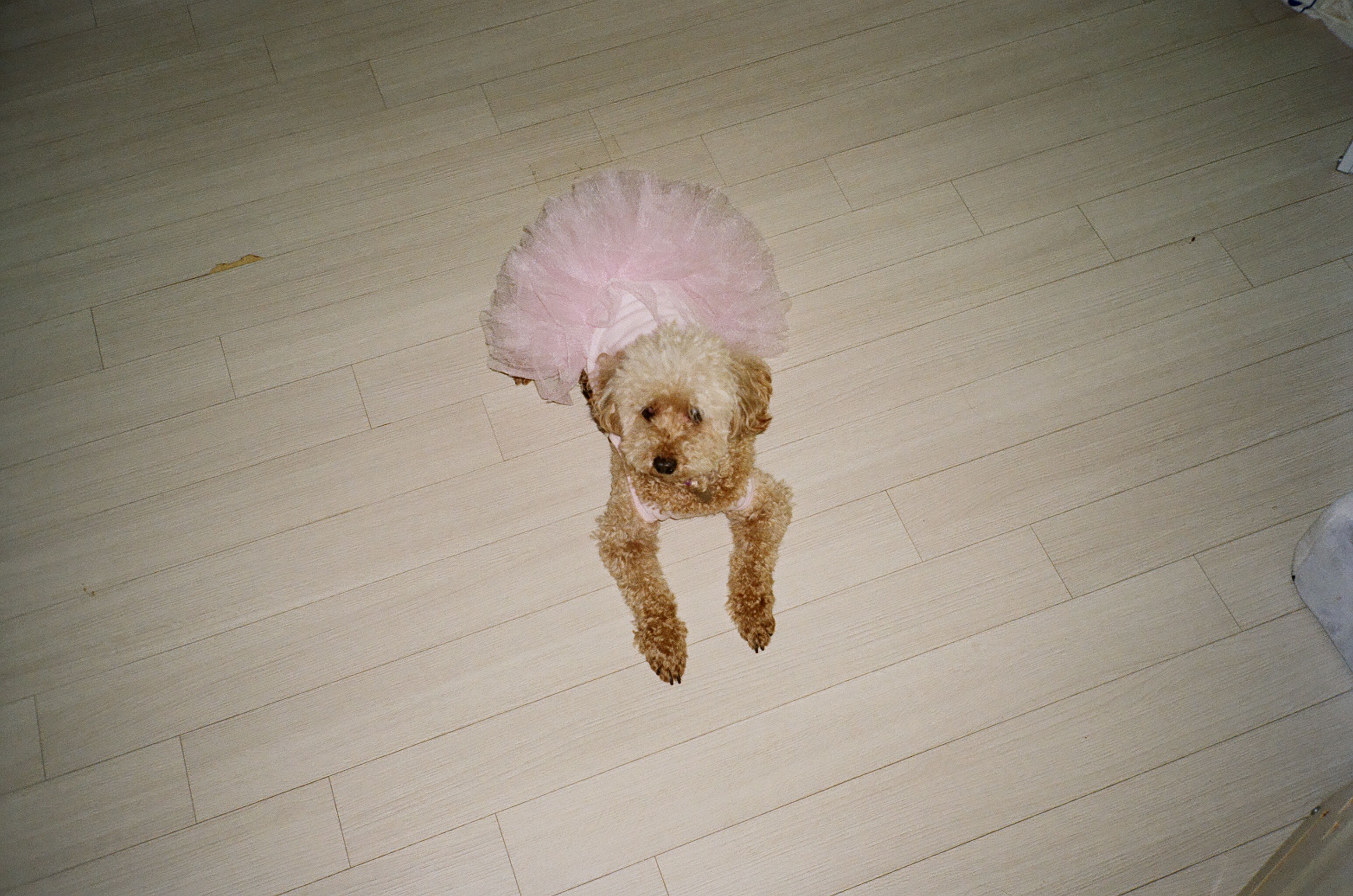 곤지암83 치치 입양 2년