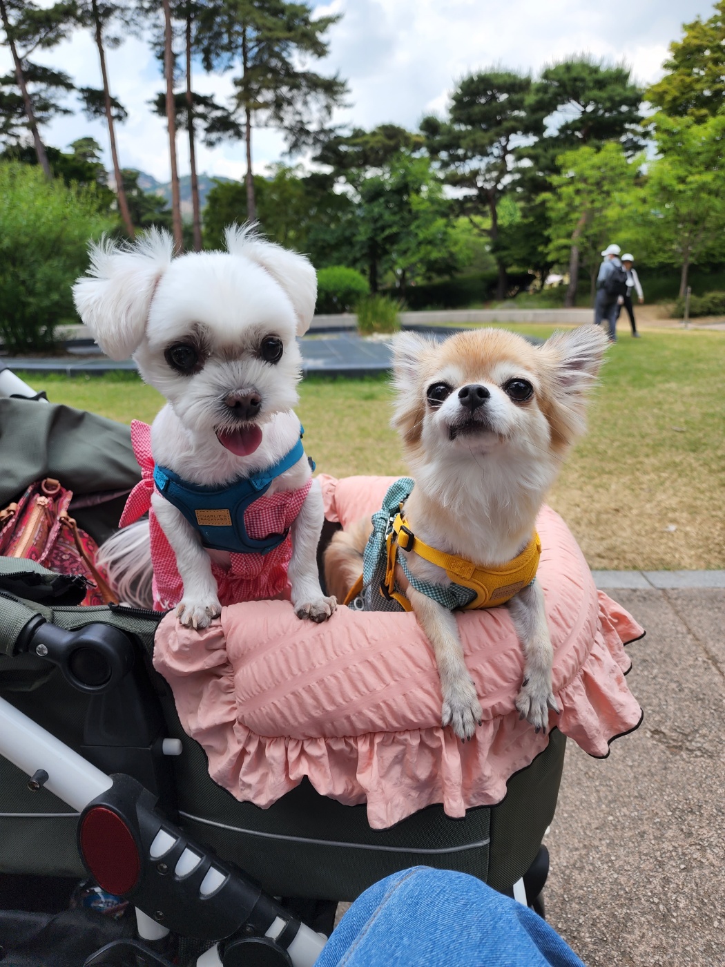 평택치와와_초롱이(쎄요) 4주년 후기입니다^^