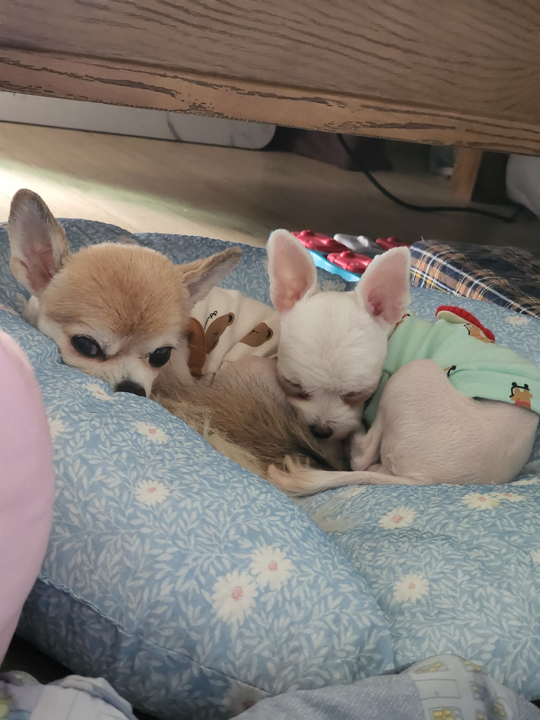 평택치와와_초롱이(쎄요) 4주년 후기입니다^^