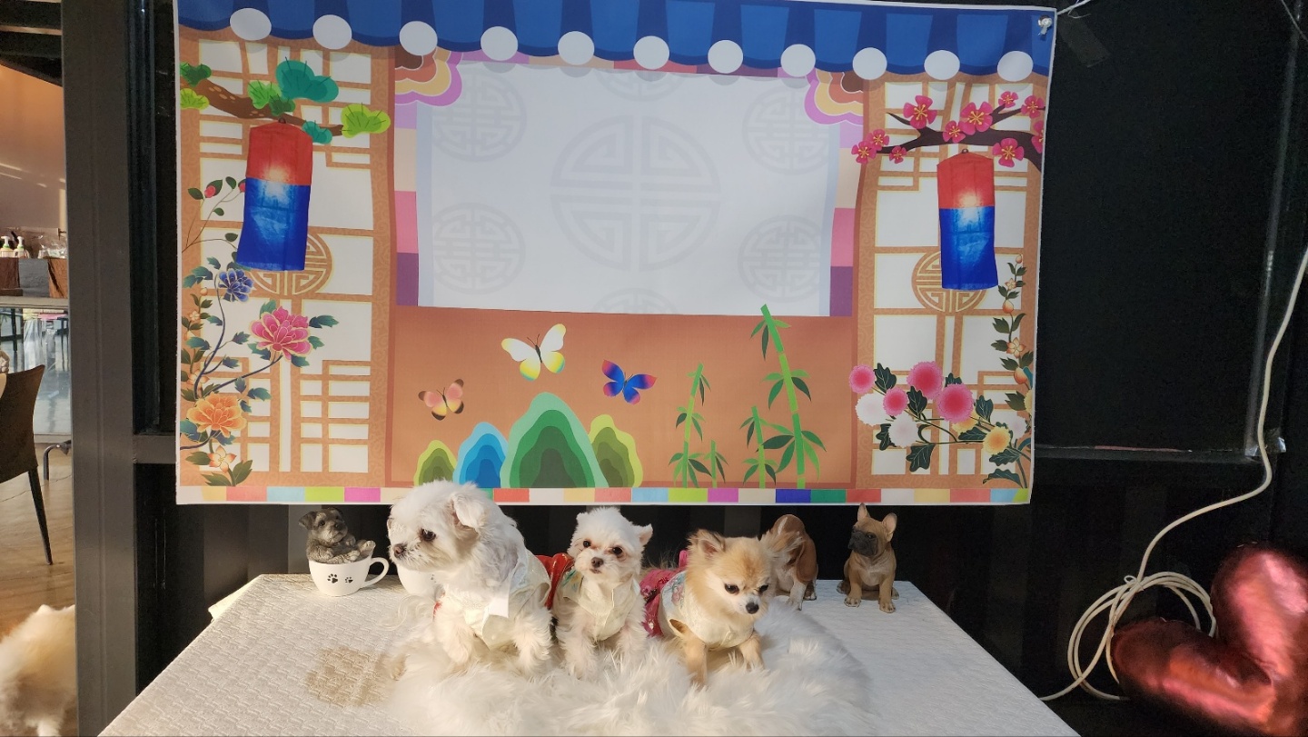 아산구조견 엄지 입양 7달 후기입니다.