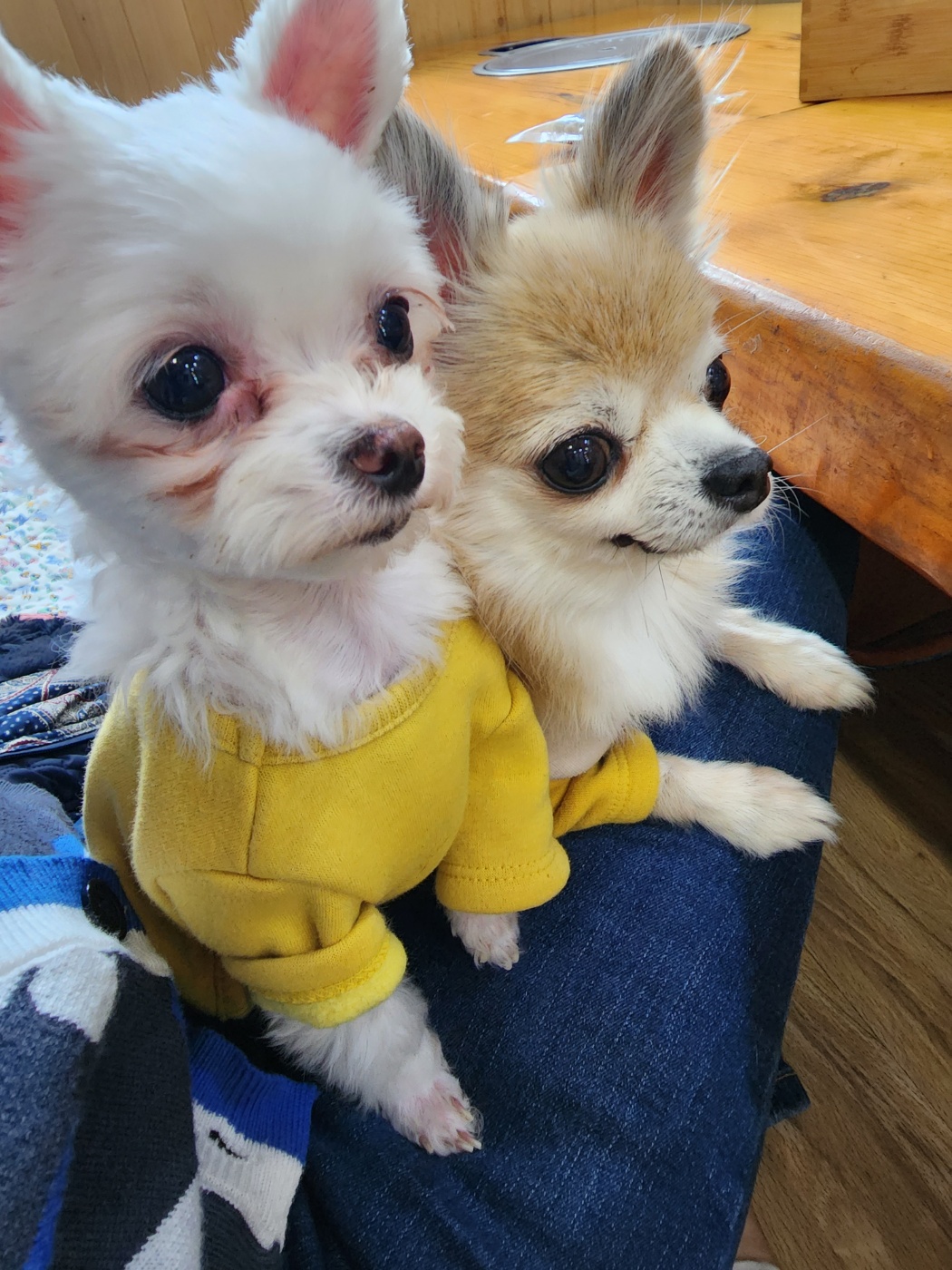 아산구조견 엄지 입양 7달 후기입니다.