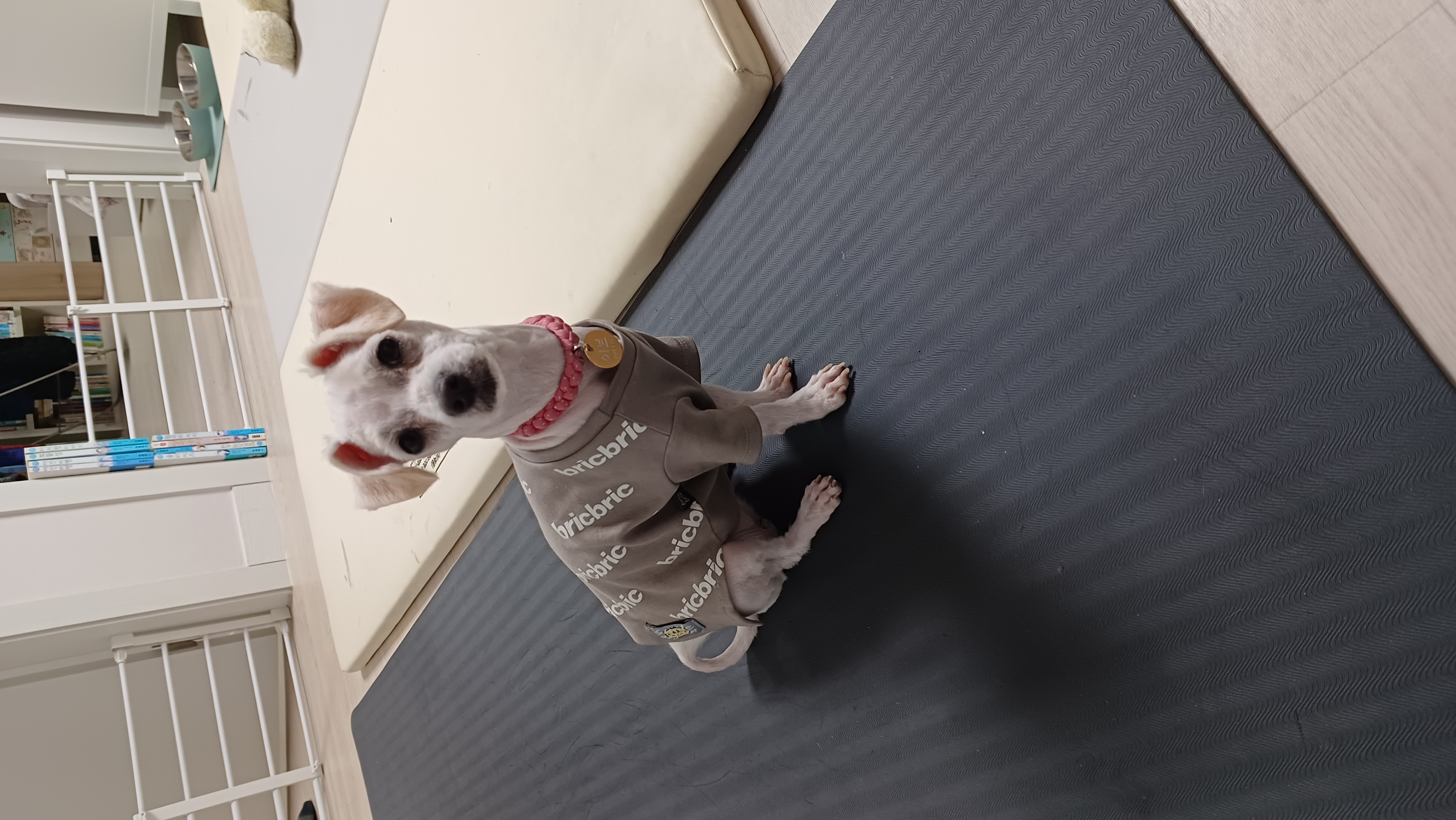 이브(원투) 첫 미용했어요^^