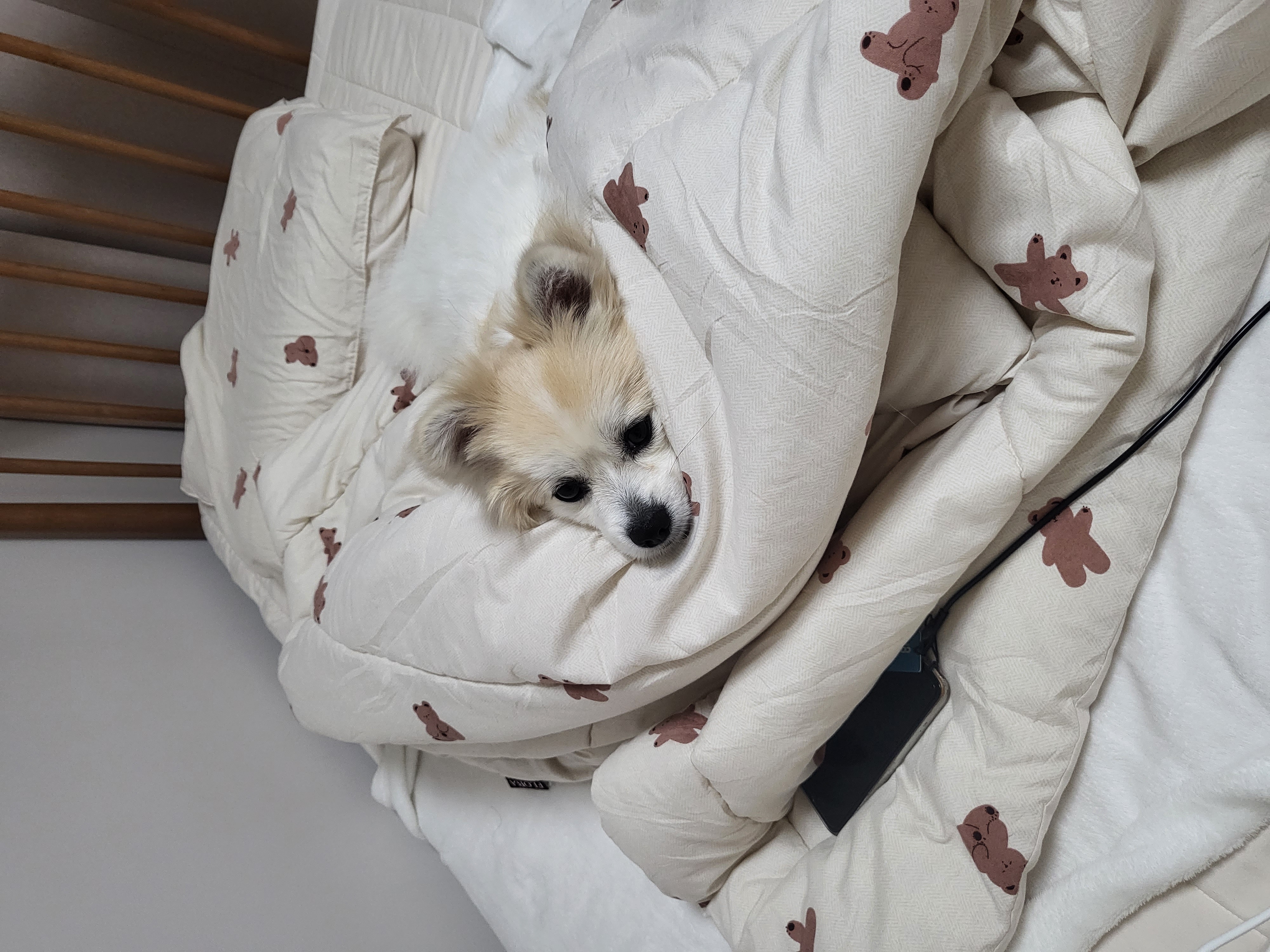 뽀또(마일이) 근황~