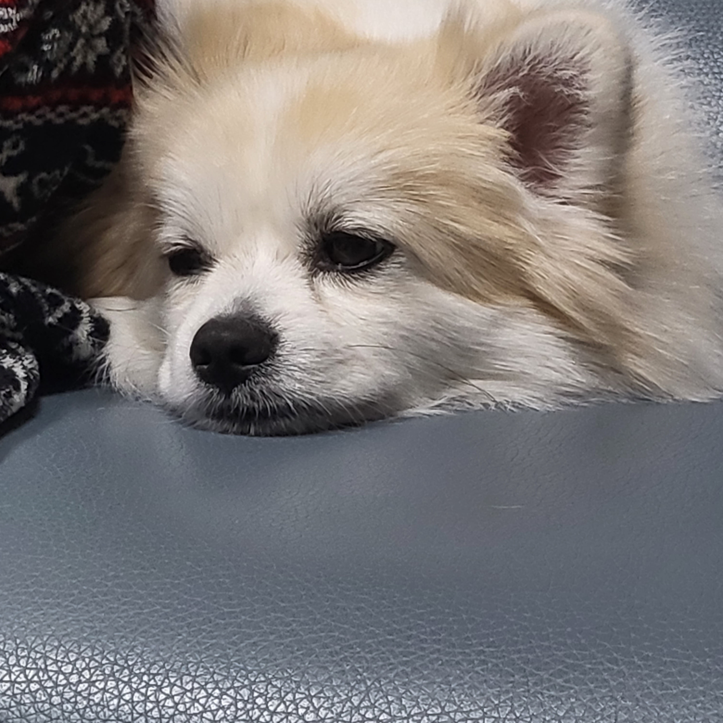 뽀또(마일이) 근황~