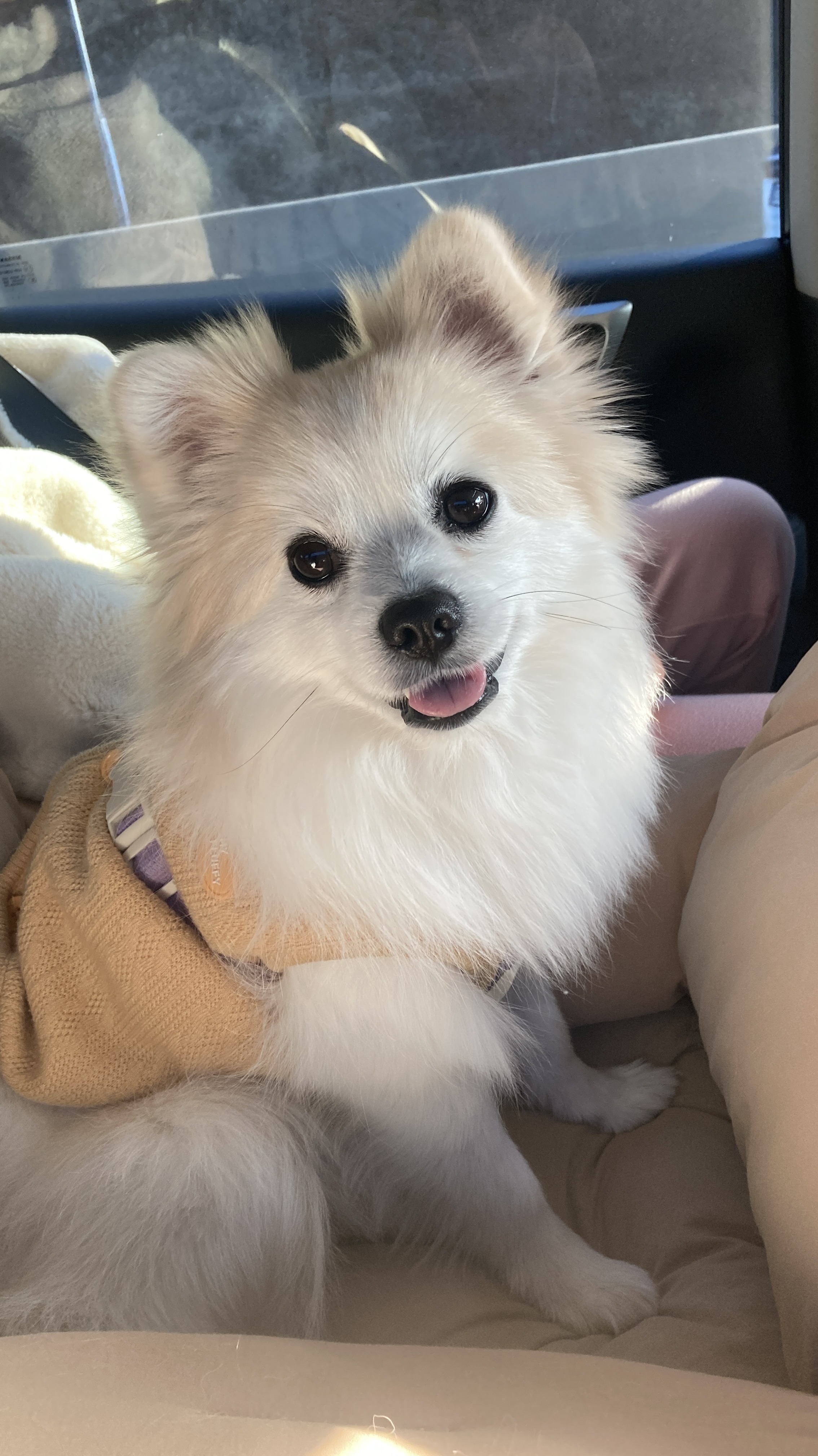 뽀또(마일이) 근황~