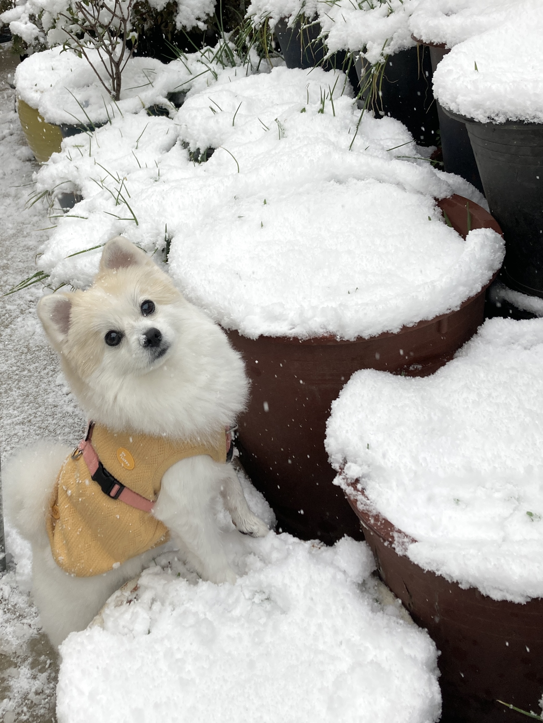 뽀또(마일이) 근황~