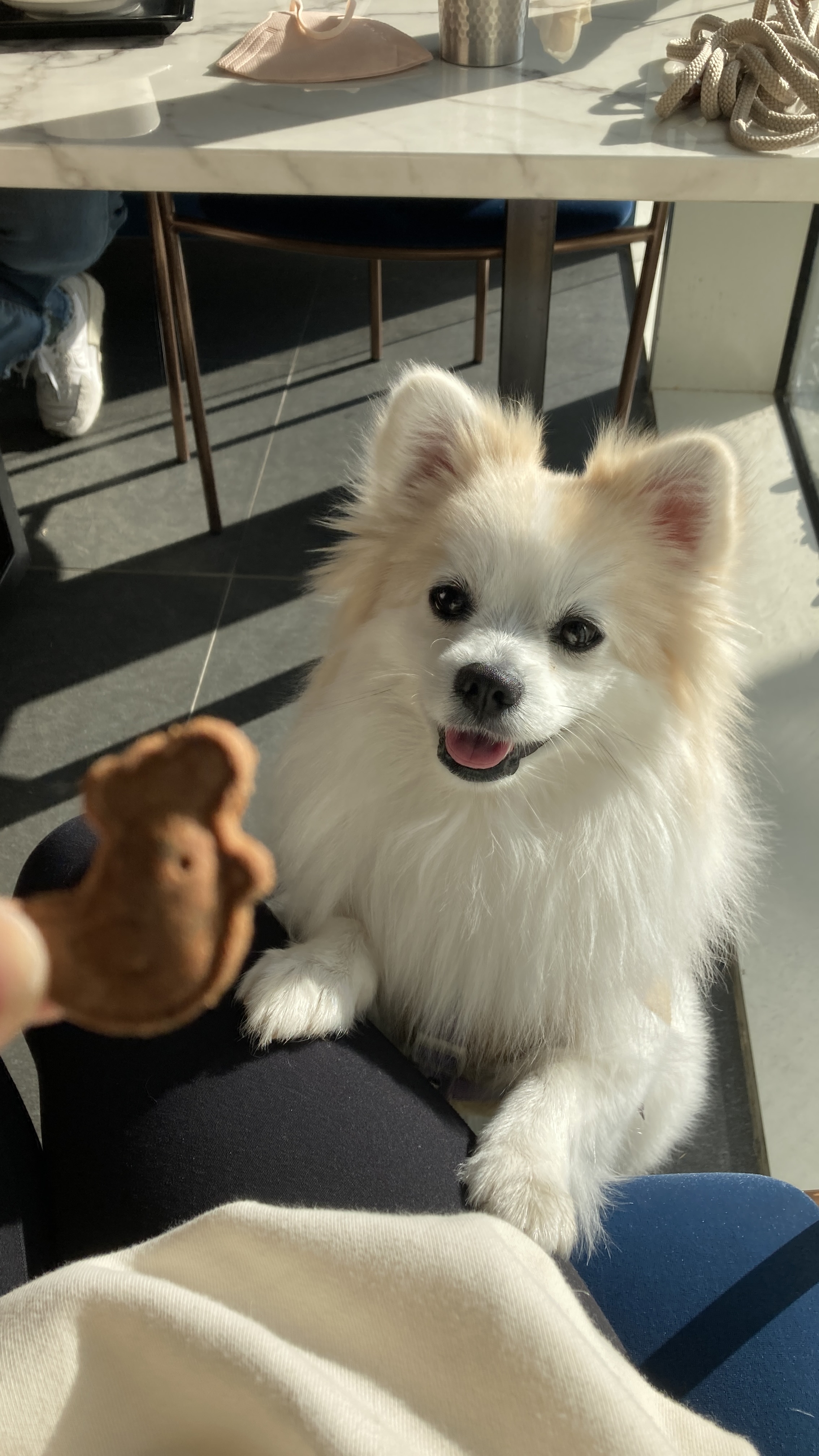 뽀또(마일이) 근황~