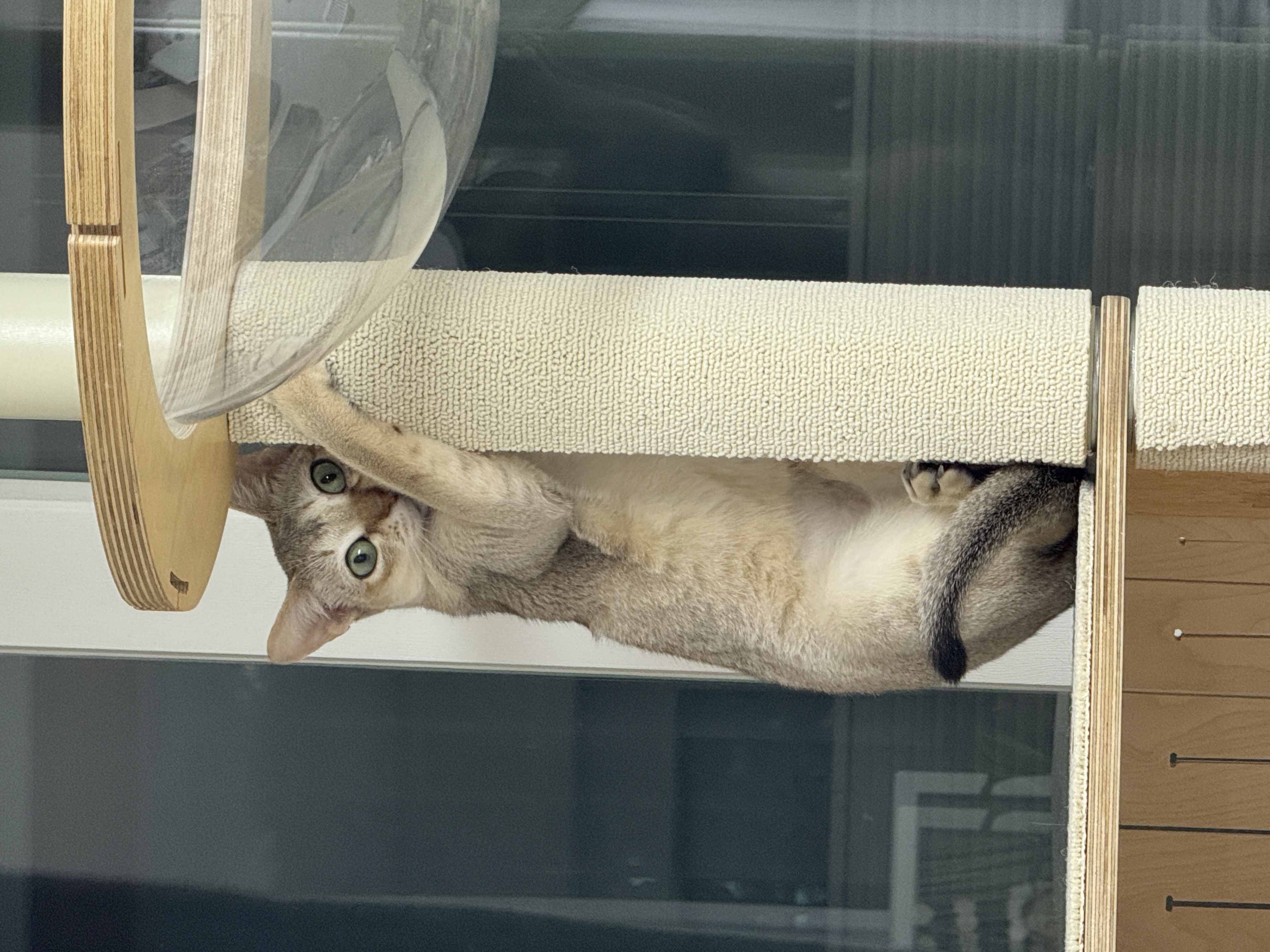 로즈(짜짜)와 함께 한 세 달