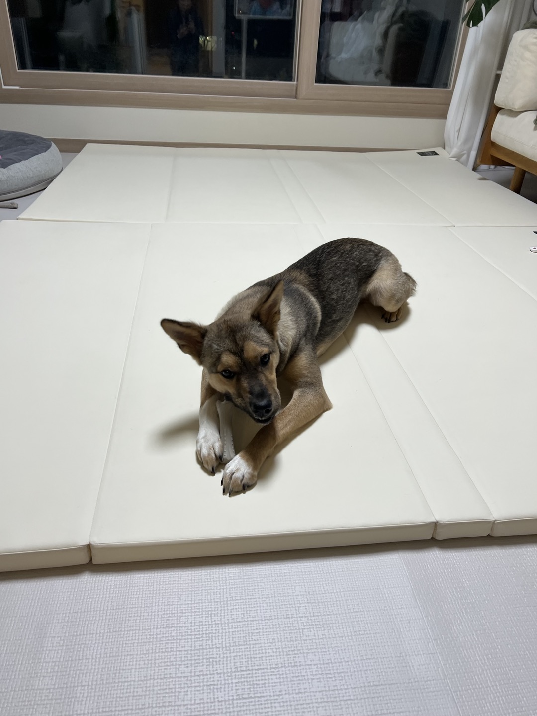 (구,강식) 테오의 넉달 가족일기