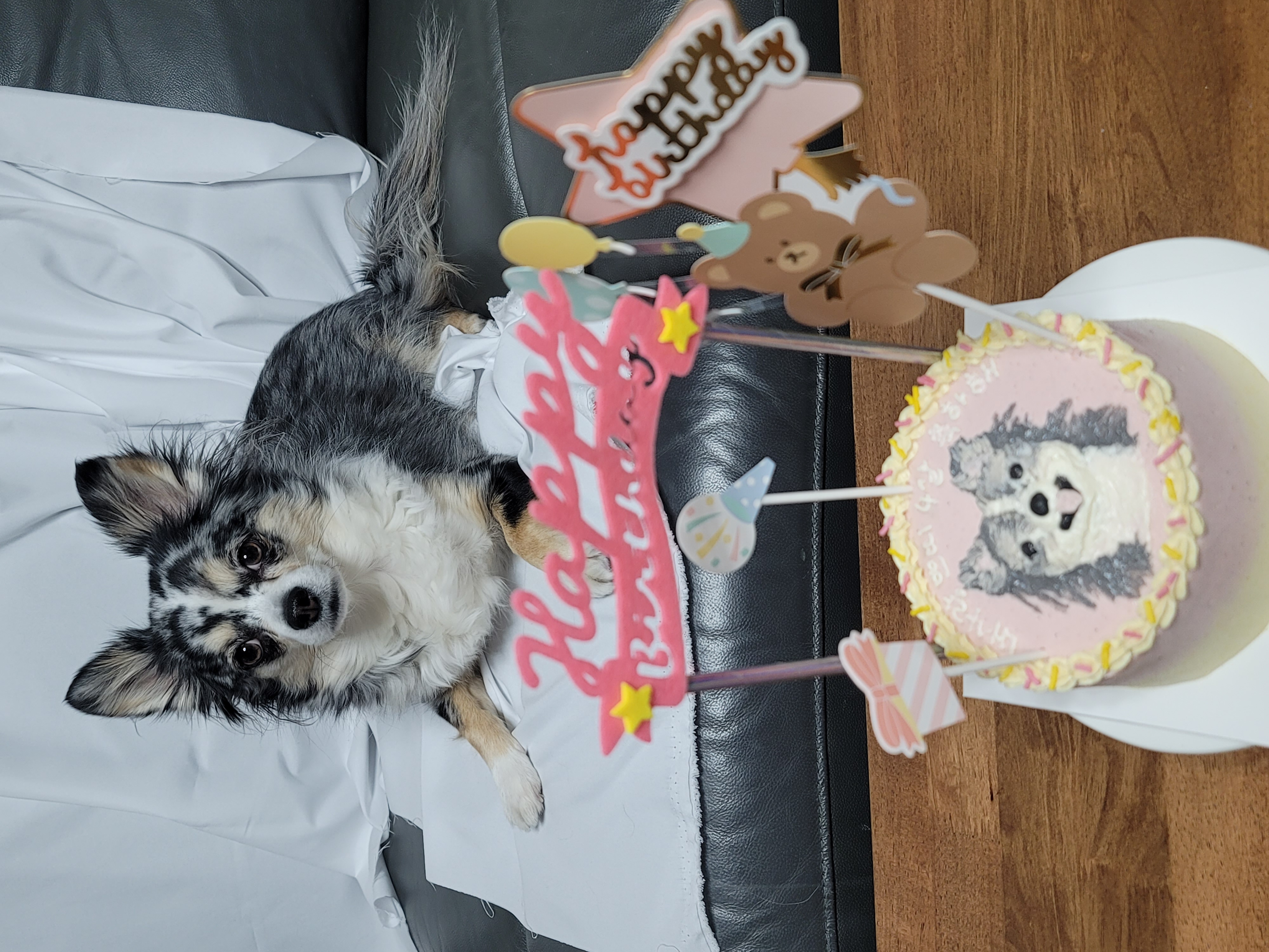 오늘은 쁘띠 4살 생일이에요(평택번식장치와와)