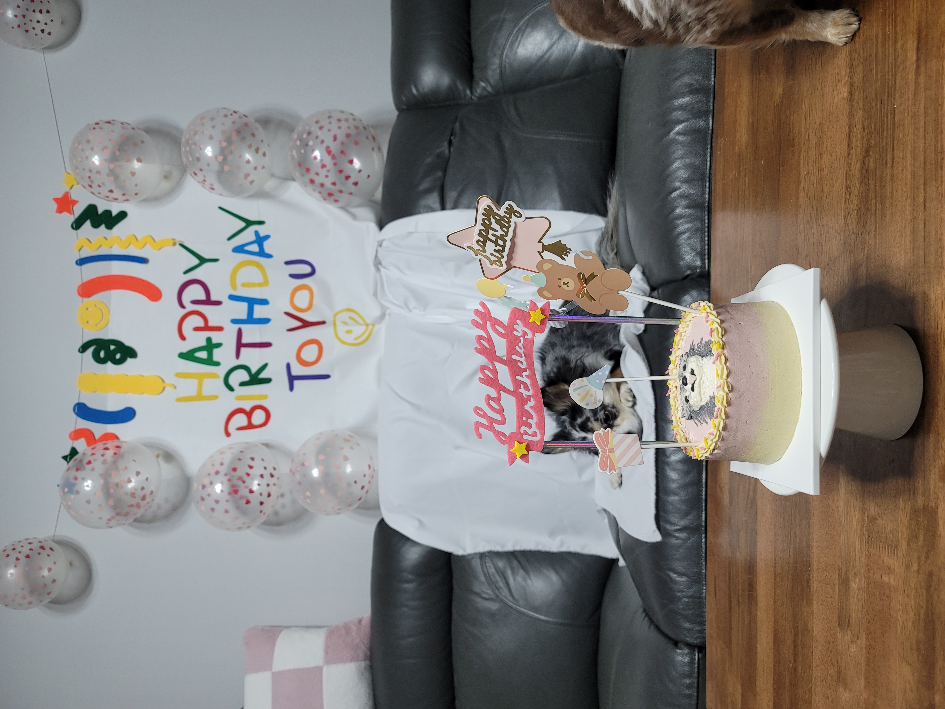 오늘은 쁘띠 4살 생일이에요(평택번식장치와와)