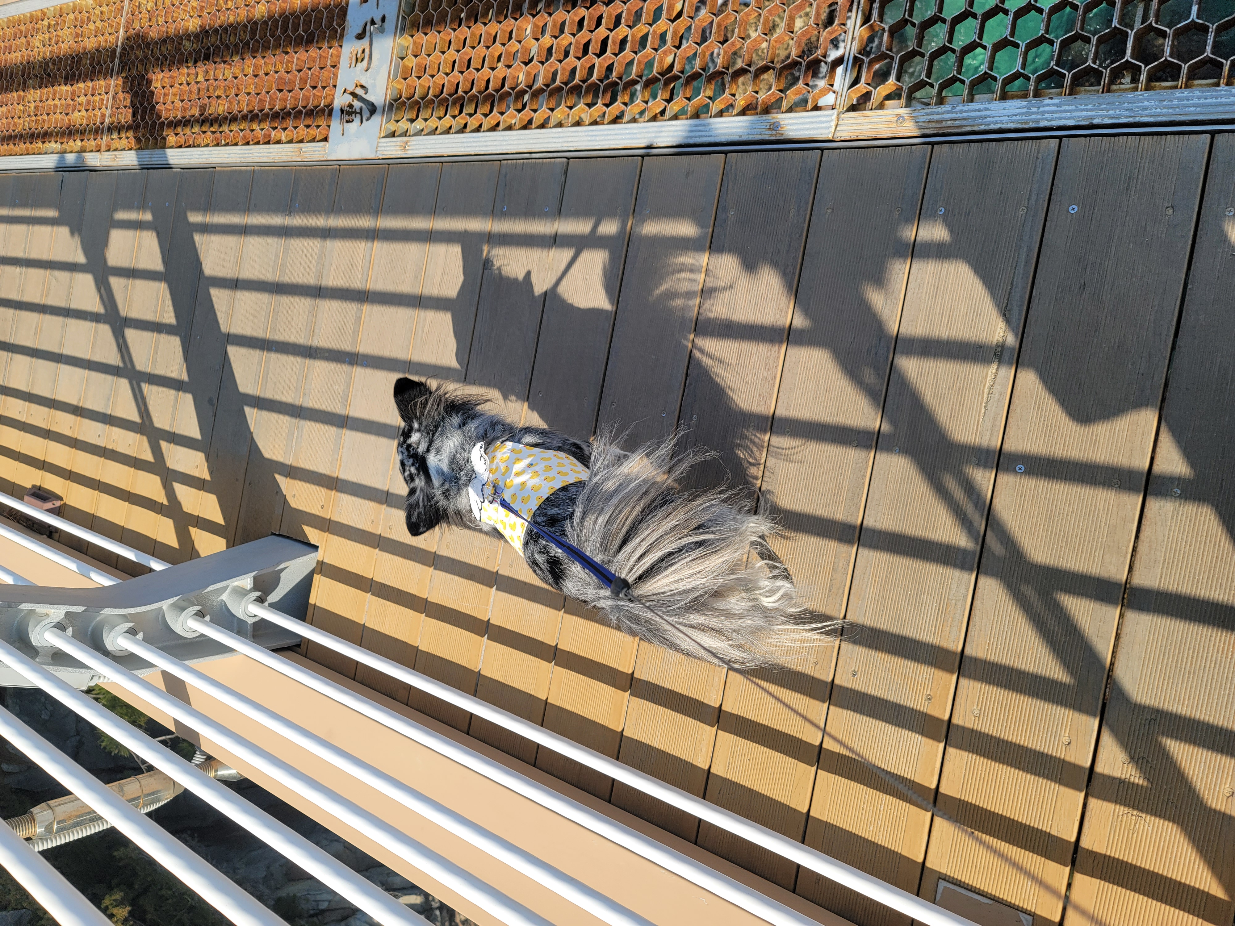 오늘은 쁘띠 4살 생일이에요(평택번식장치와와)