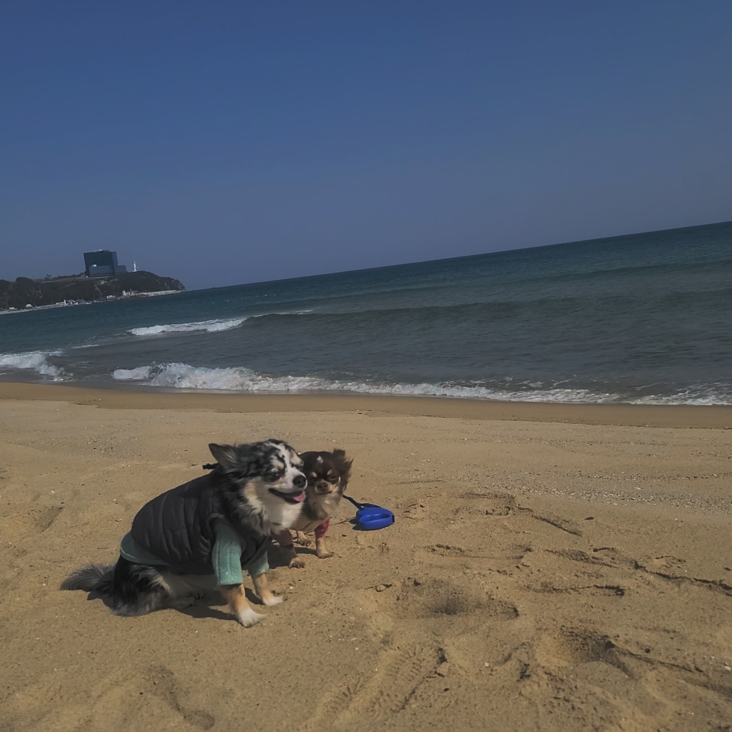 오늘은 쁘띠 4살 생일이에요(평택번식장치와와)