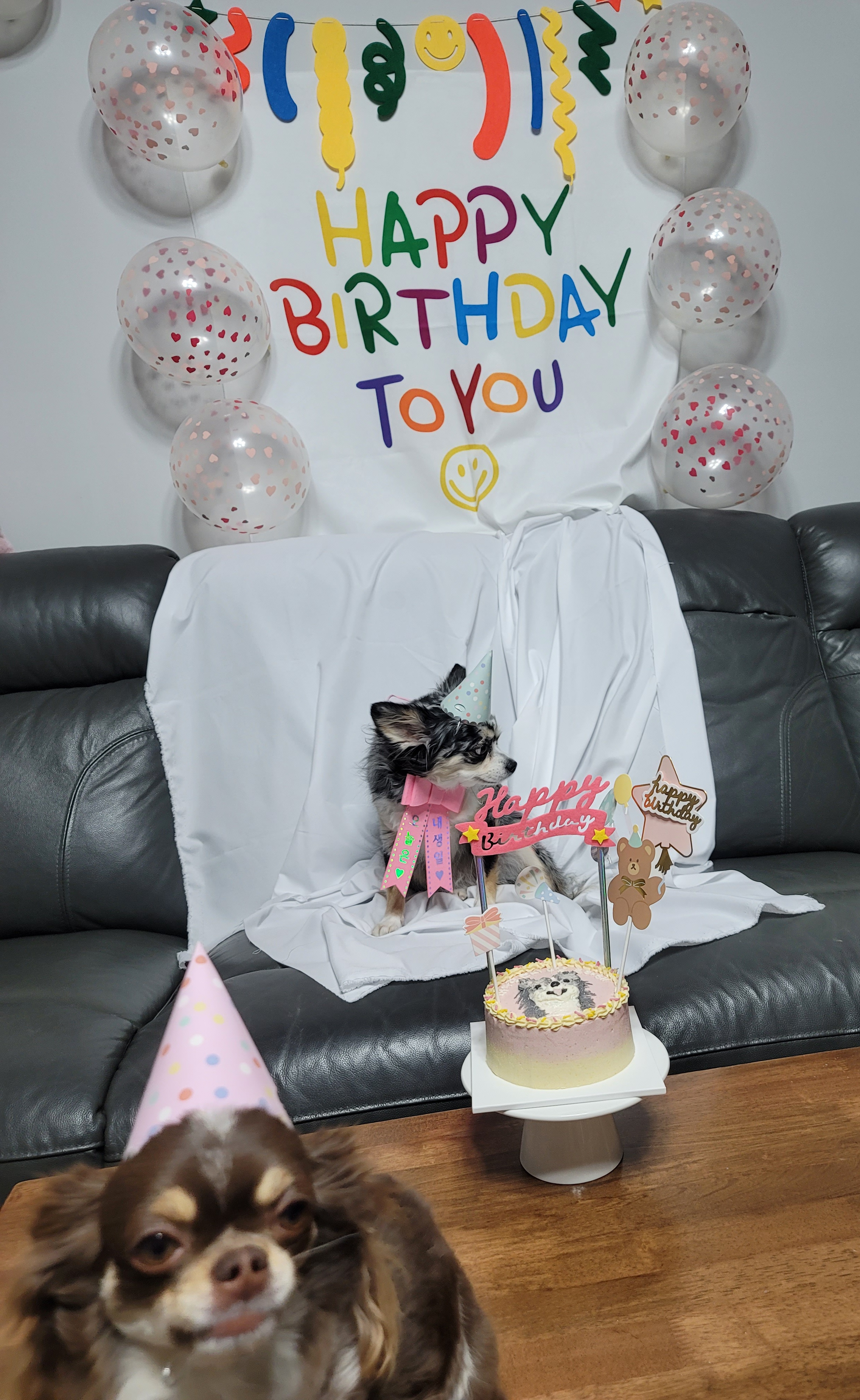 오늘은 쁘띠 4살 생일이에요(평택번식장치와와)