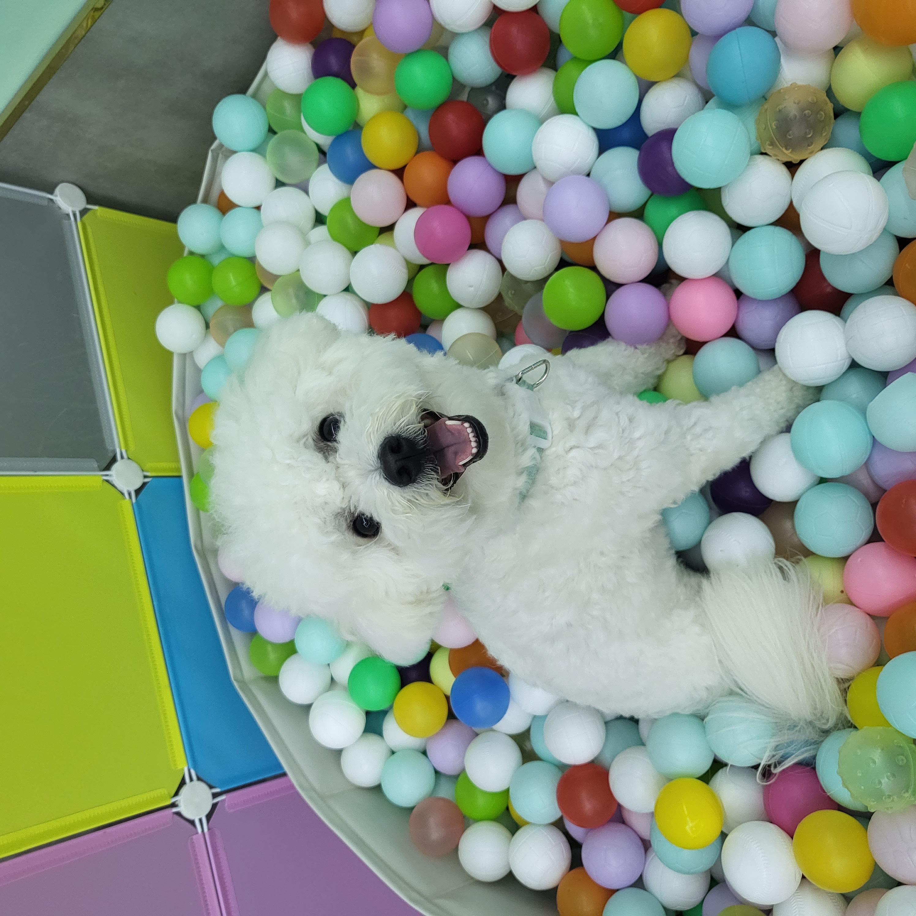 콩이 근황(곤지암 하일이)