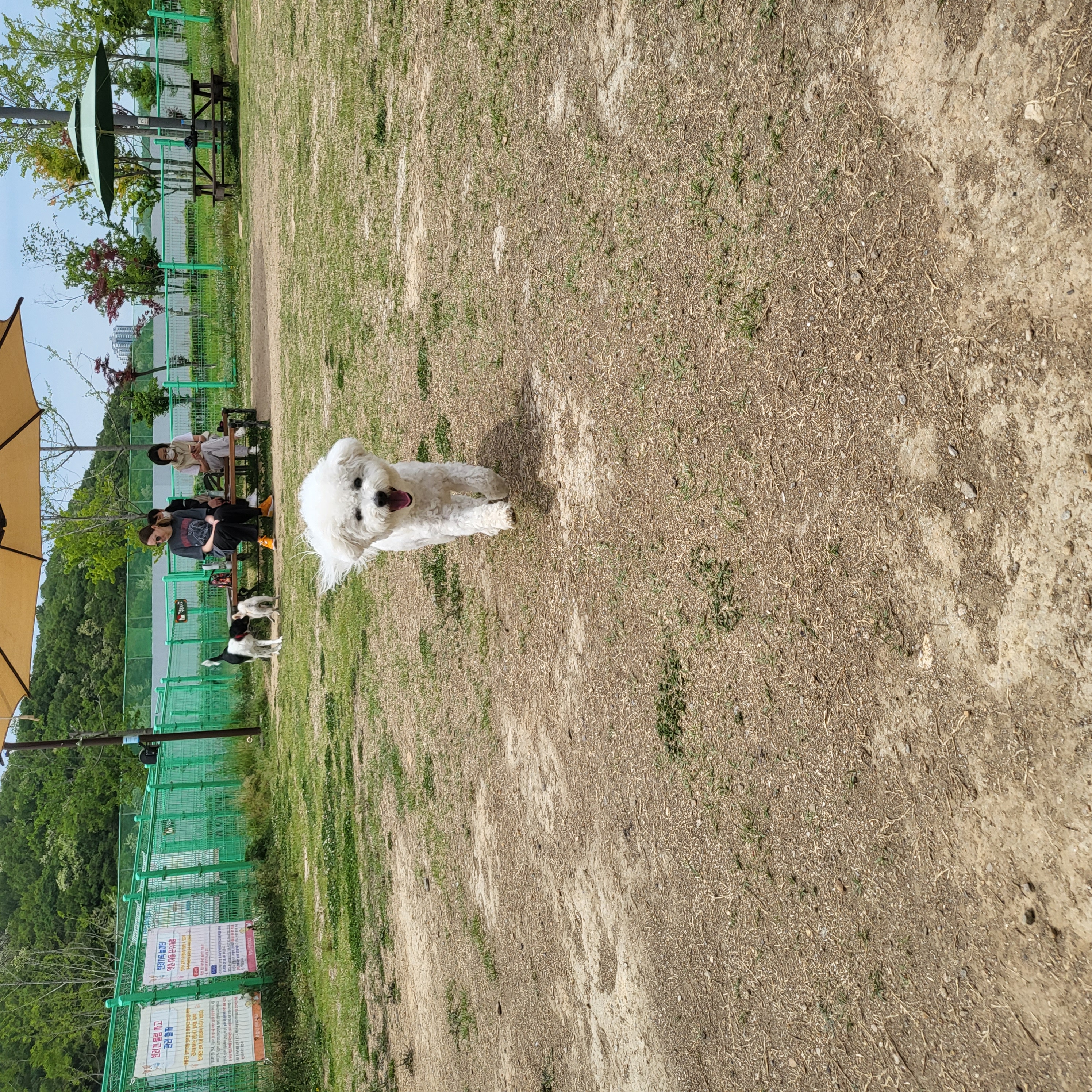 콩이 근황(곤지암 하일이)