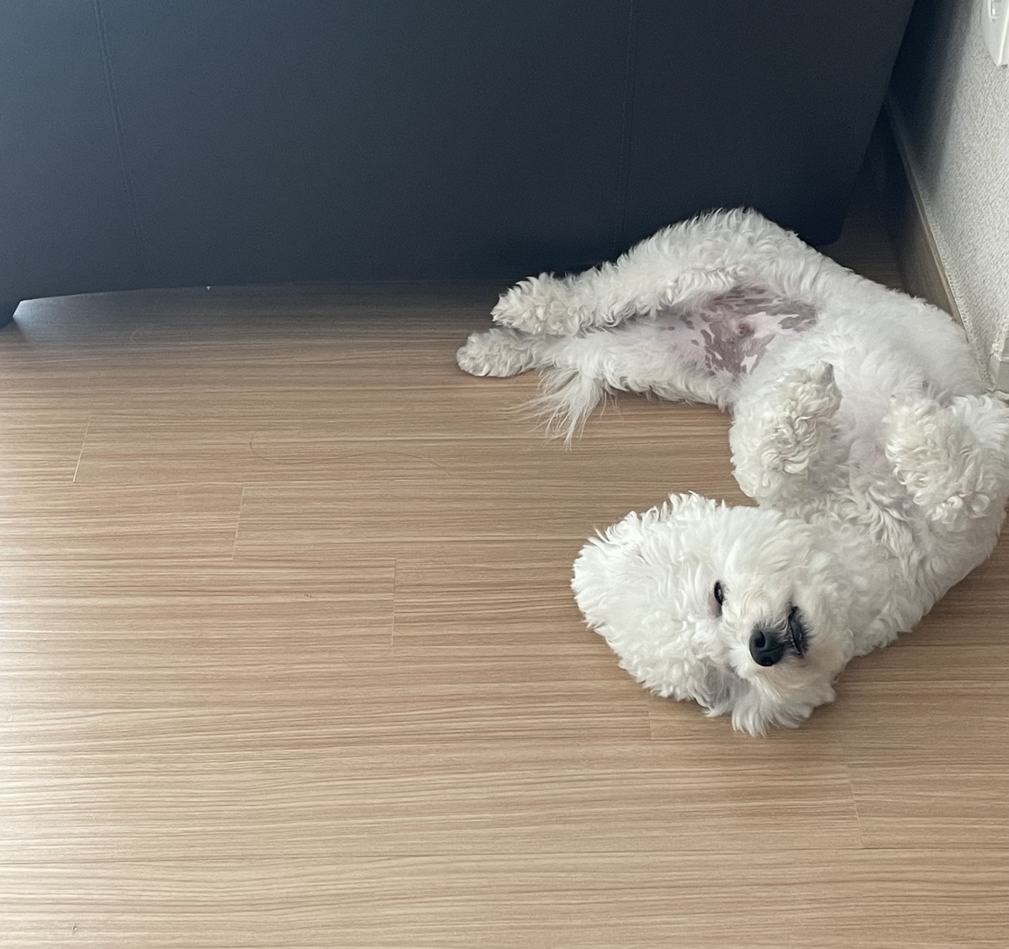 콩이 근황(곤지암 하일이)