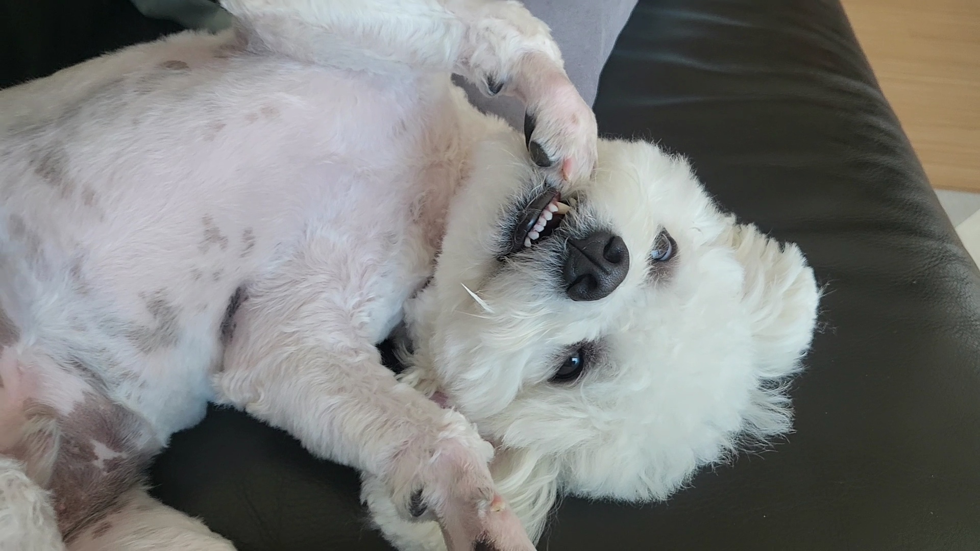 콩이 근황(곤지암 하일이)